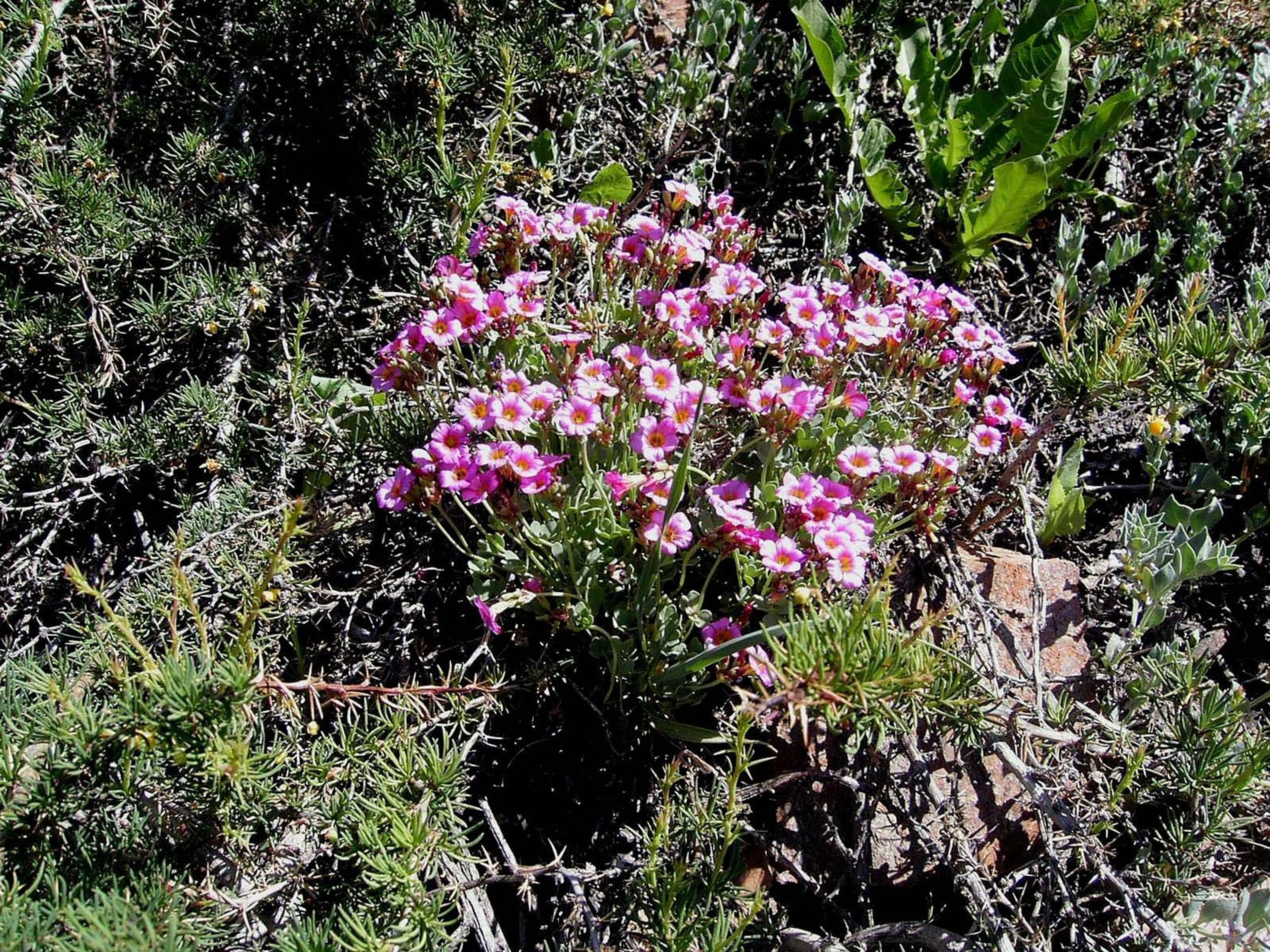 “VISIT TO EL MORADO NATIONAL PARK + COLINA HOT SPRINGS” Tour. “VISIT TO EL MORADO NATIONAL PARK + COLINA HOT SPRINGS” Tour, Chile.