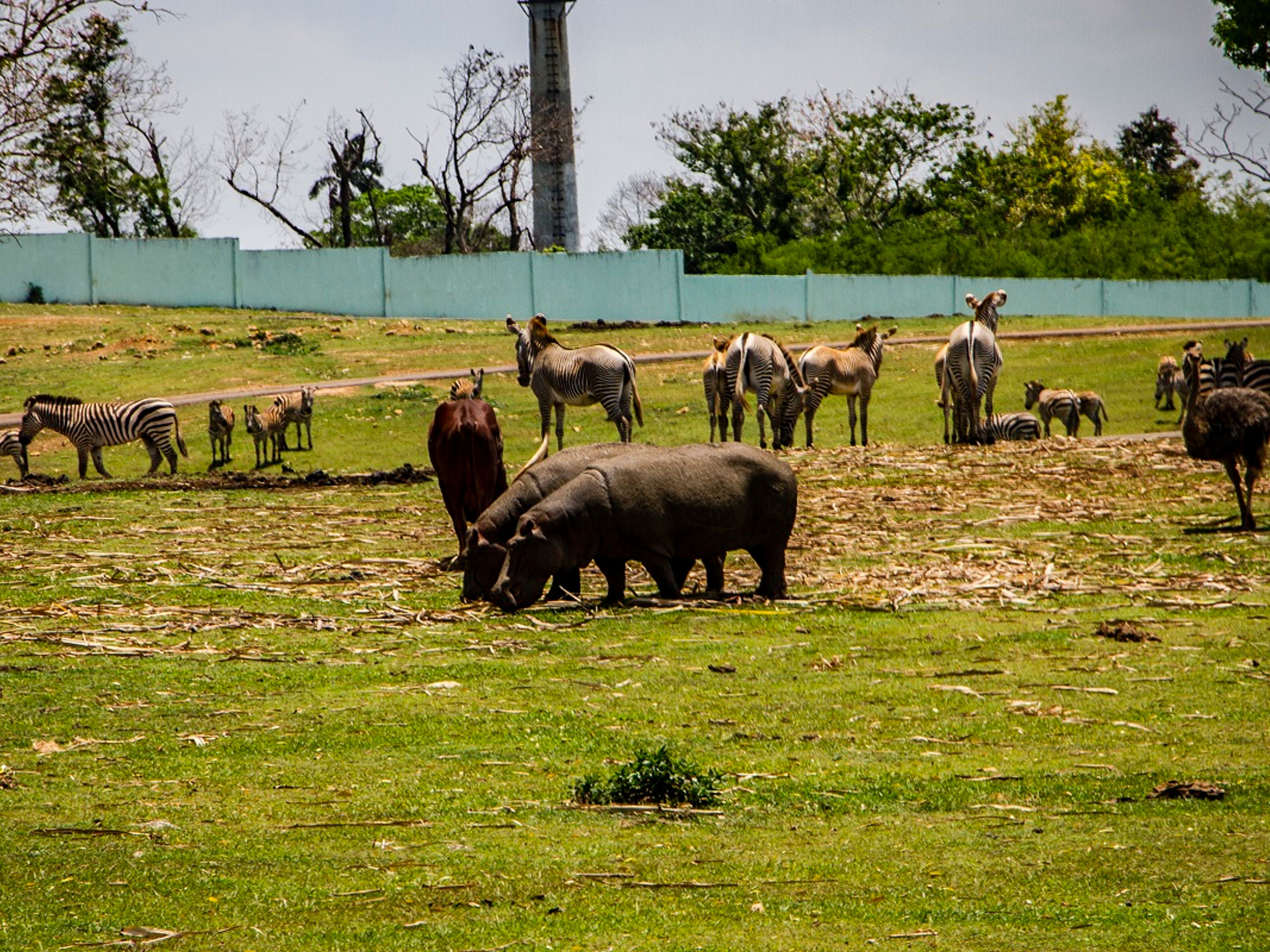 Jeep Safari "NATURE TOUR NATURALEZA VERDE DE LA HABANA"