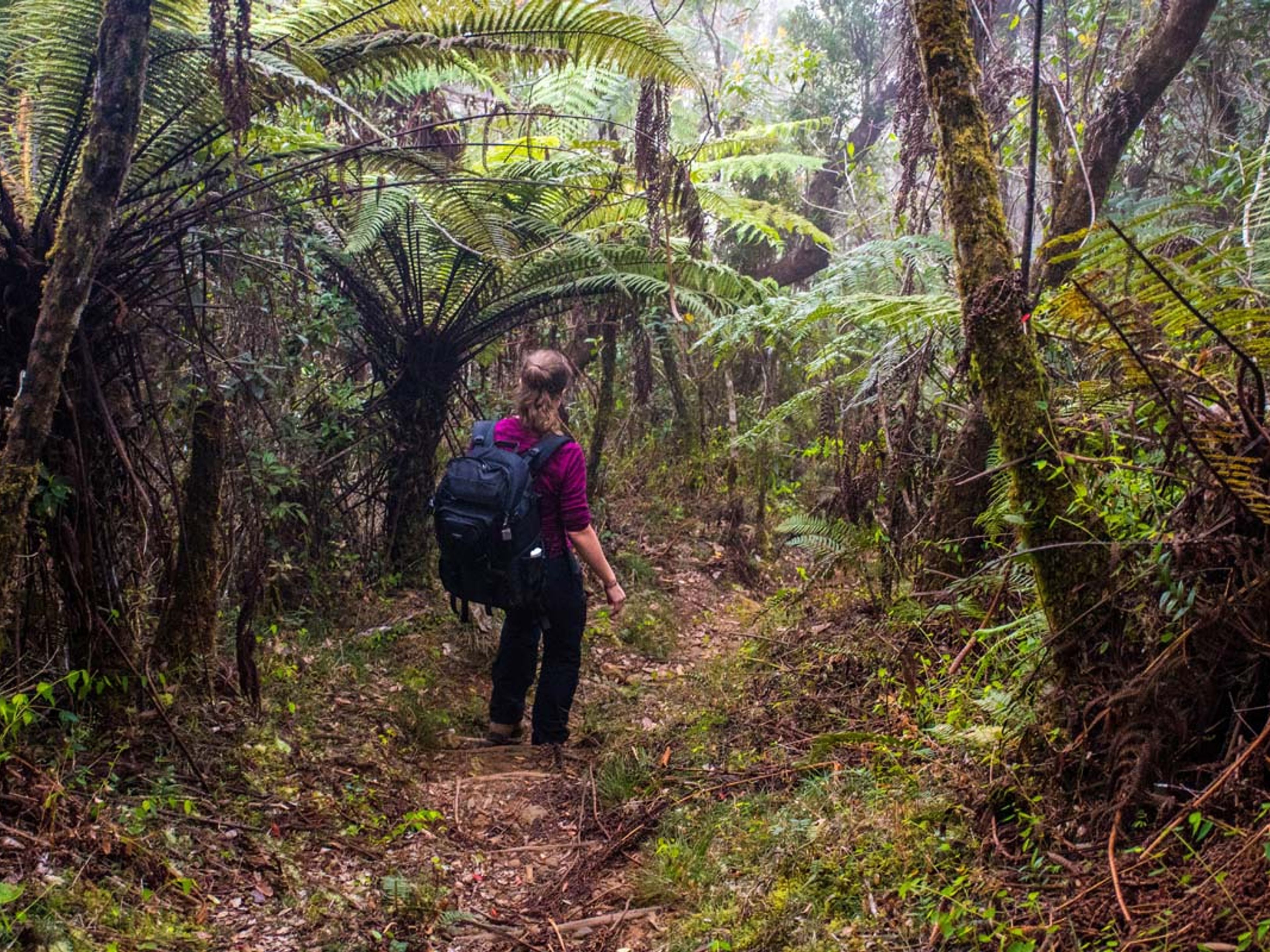 “UNVERGESSLICHES ABENTEUER, PICO REAL DEL TURQUINO“ Trekking Tour (1 Tage). Trekking tour in the Turquino National Park, Granma, Cuba.