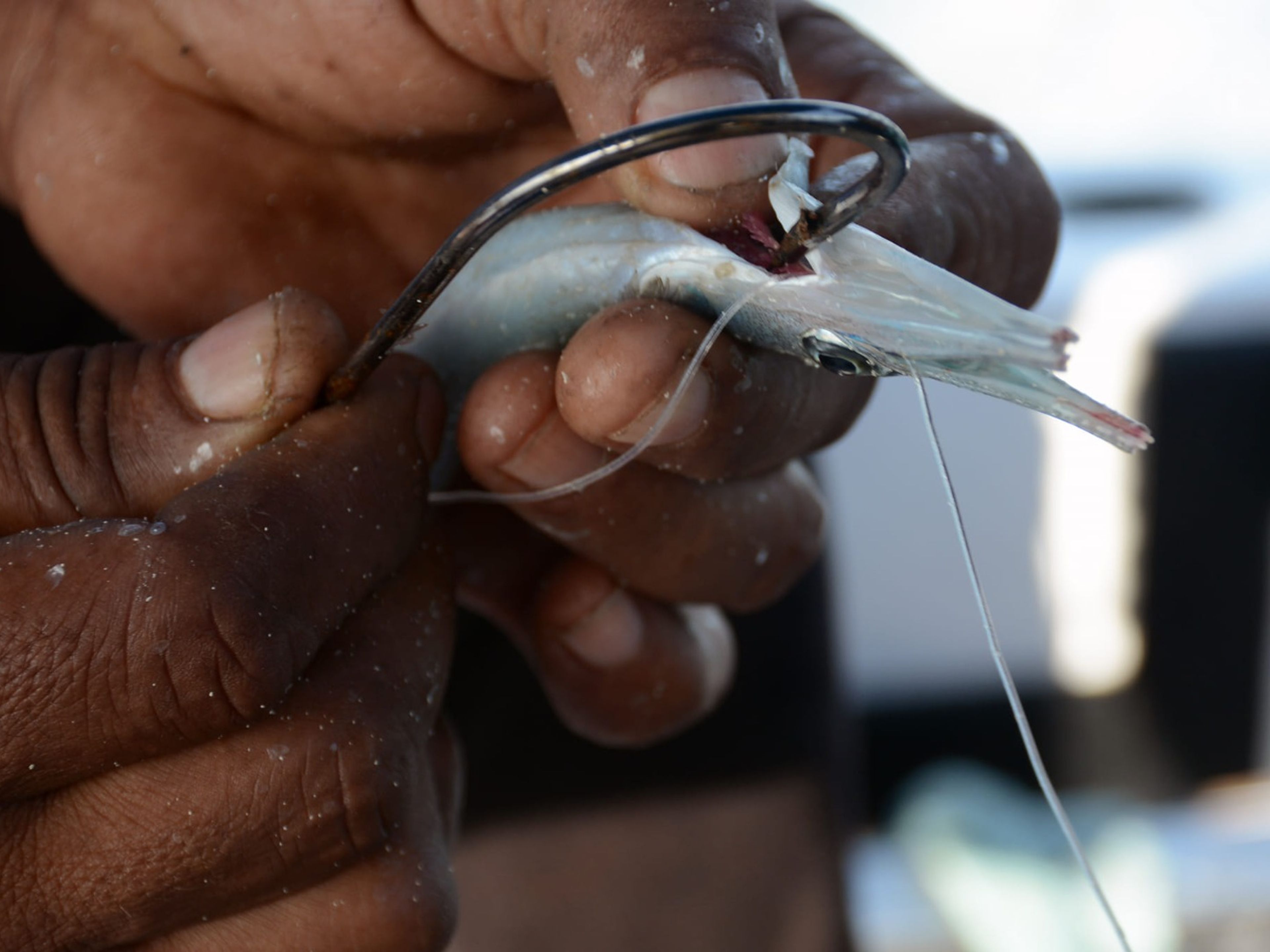 Tour "PÊCHE DE FOND À CIENFUEGOS". “BOTTOM FISHING IN CIENFUEGOS” Tour