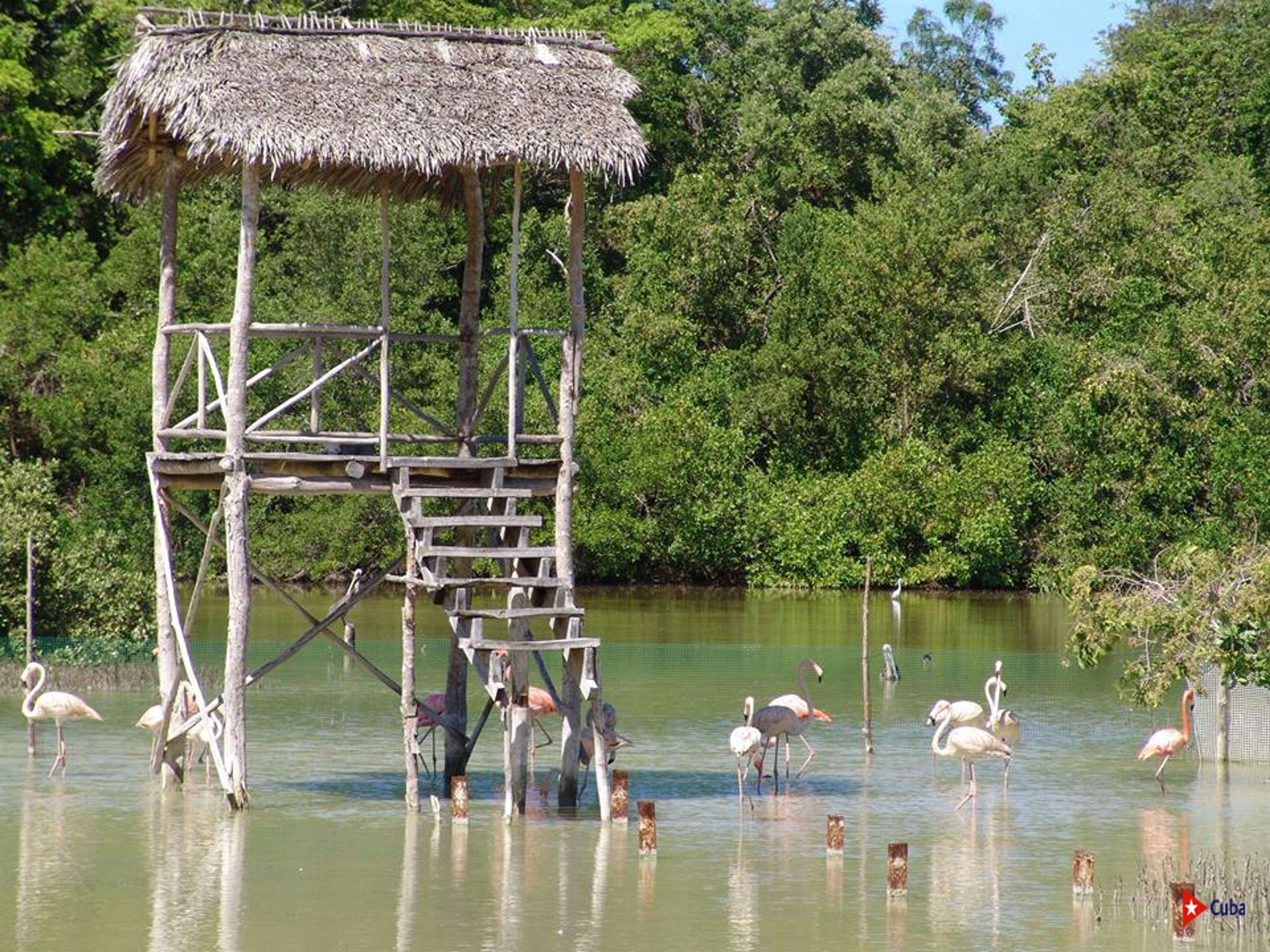 "VOGELBEOBACHTUNG IM BIOPARK ROCAZUL" Tour. “BIRDWATCHING IN ROCAZUL BIOPARK” Tour, Guardalavaca, Holguín, Cuba.