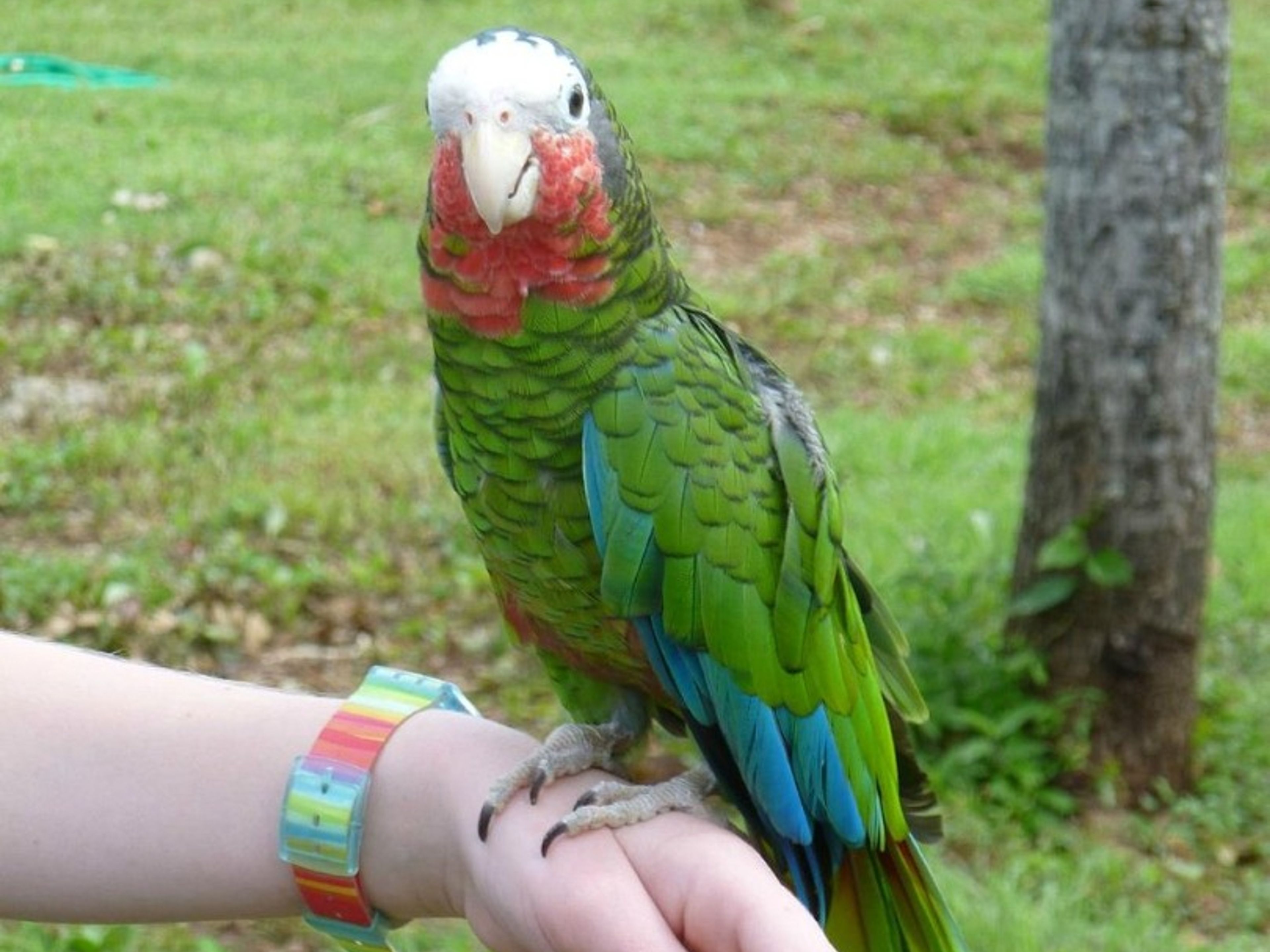 "VOGELBEOBACHTUNG IM BIOPARK ROCAZUL" Tour. “BIRDWATCHING IN ROCAZUL BIOPARK” Tour, Guardalavaca, Holguín, Cuba.