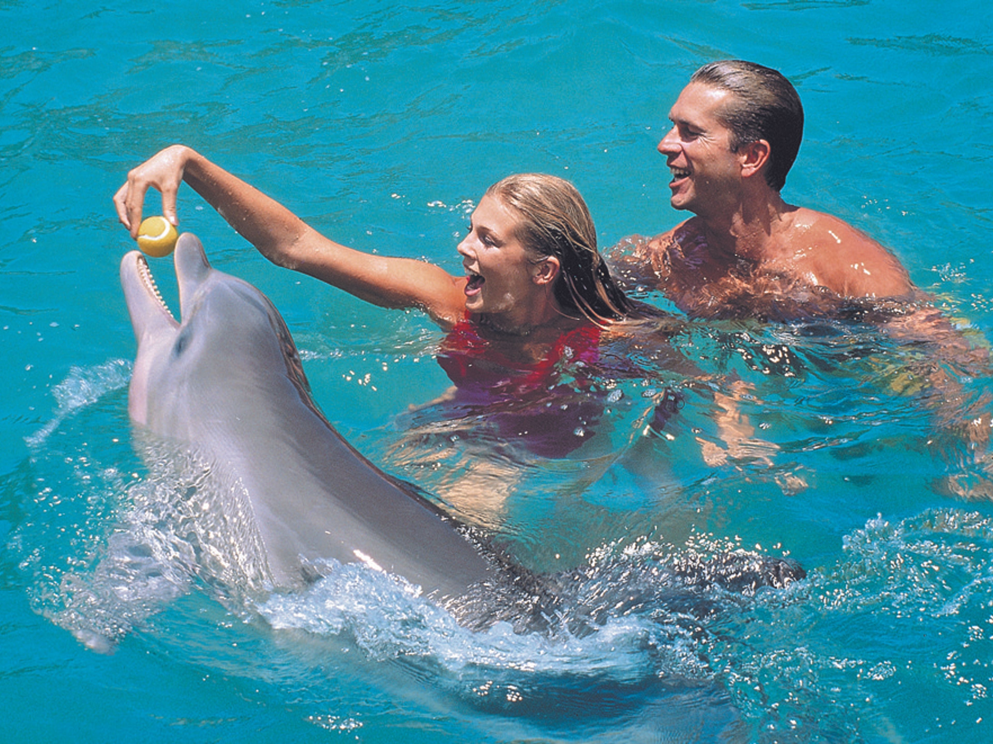 Тур “SEAFARI CRUCERO DEL SOL”. Swimming with dolphins at Bahía de Naranjo dolphinarium