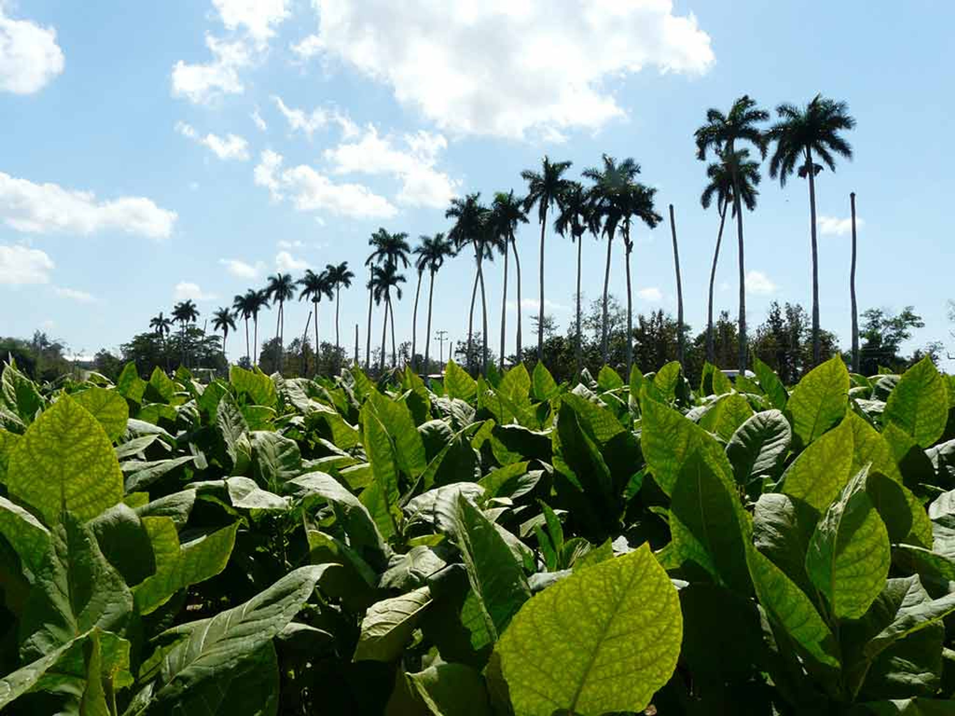 Excursión "RUTA DEL TABACO SAN JUAN Y MARTINEZ". "SAN JUAN Y MARTINEZ TOBACCO ROUTE" Tour, Pinar del Río, Cuba.