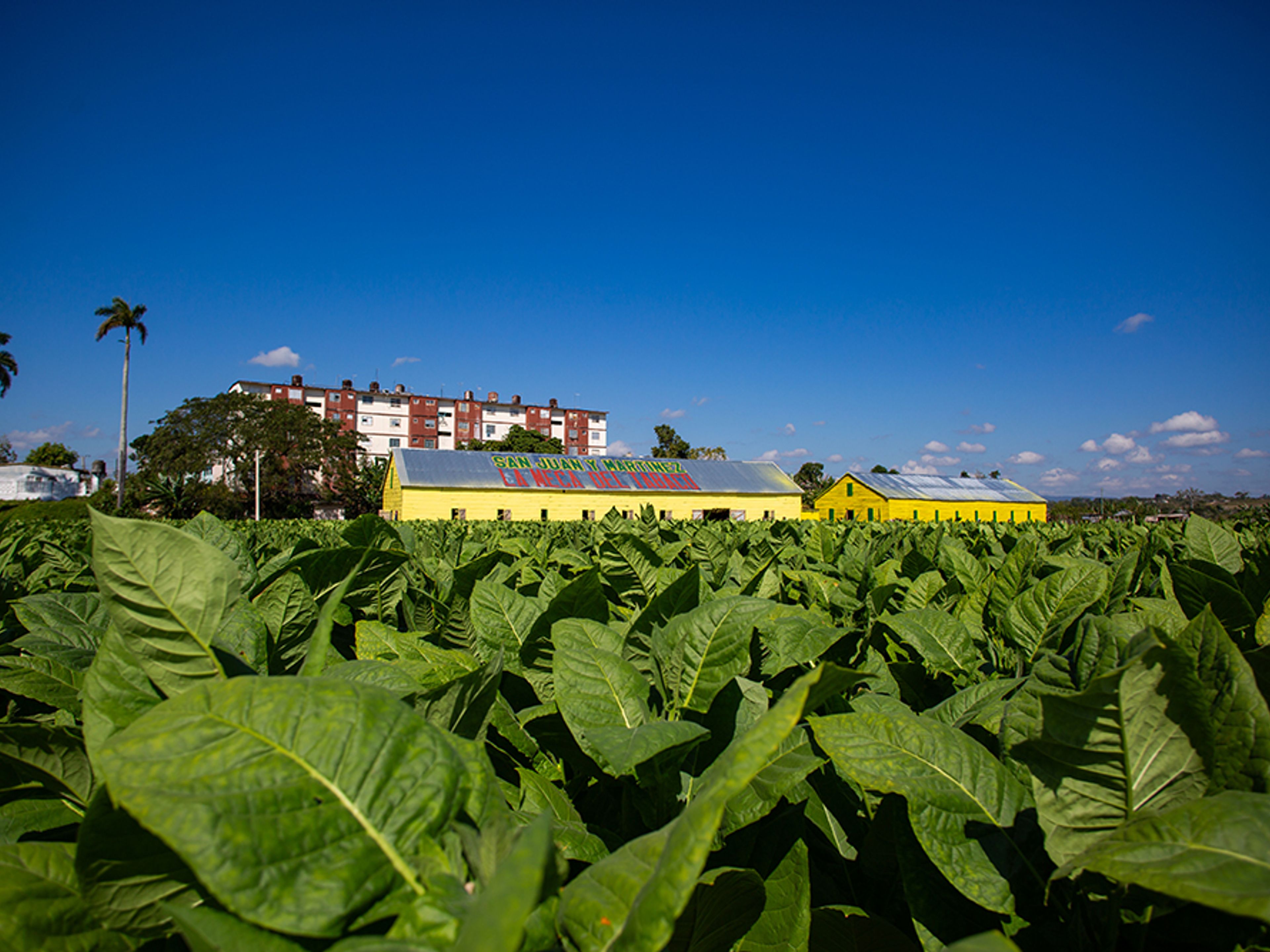 Excursión "RUTA DEL TABACO SAN JUAN Y MARTINEZ". "SAN JUAN Y MARTINEZ TOBACCO ROUTE" Tour, Pinar del Río, Cuba.