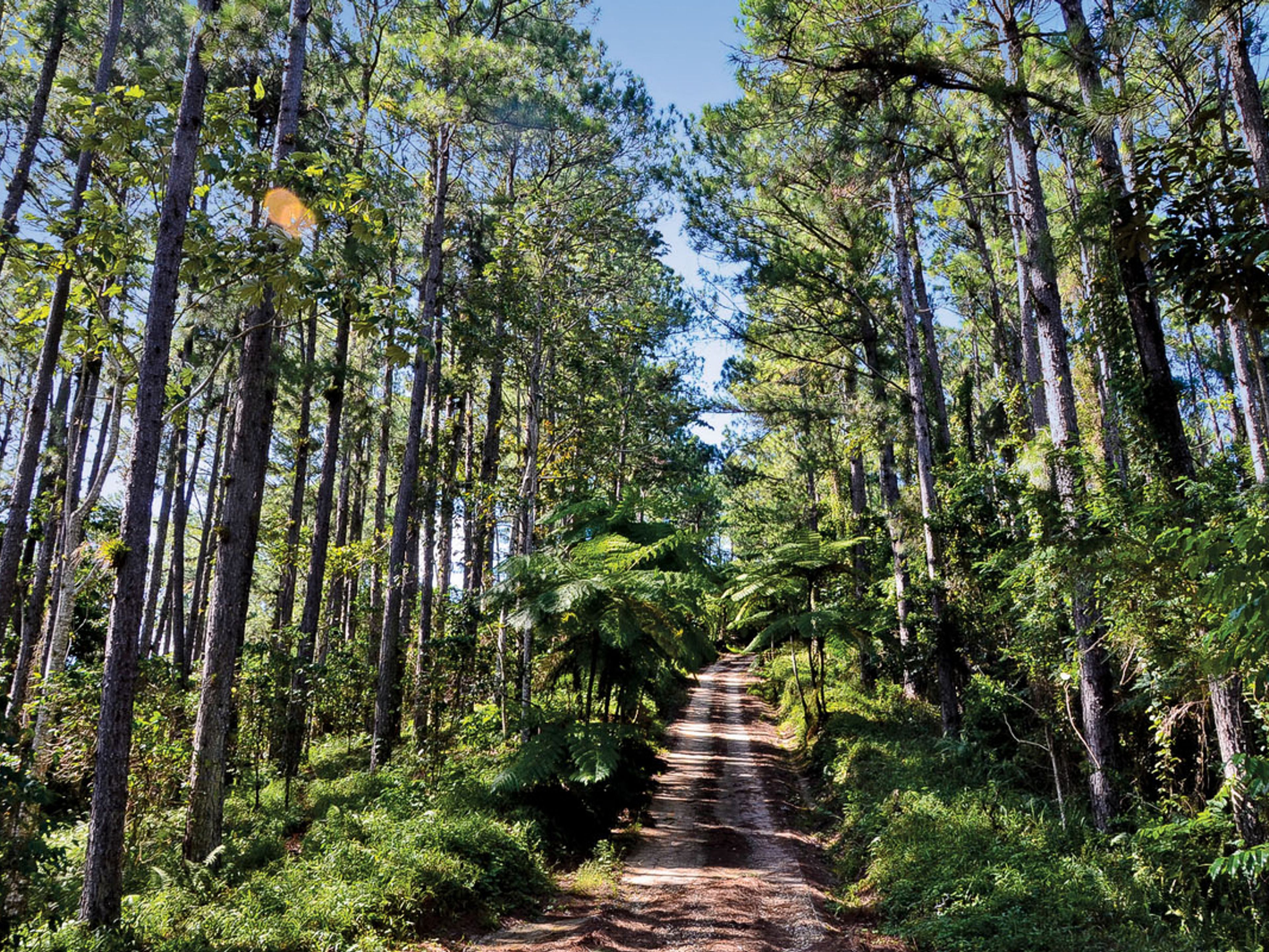 Tour to “the Altiplano of Tope de Collante” (La Batata & Codina Natural Parks). Codina Natural Park, Topes de Collantes