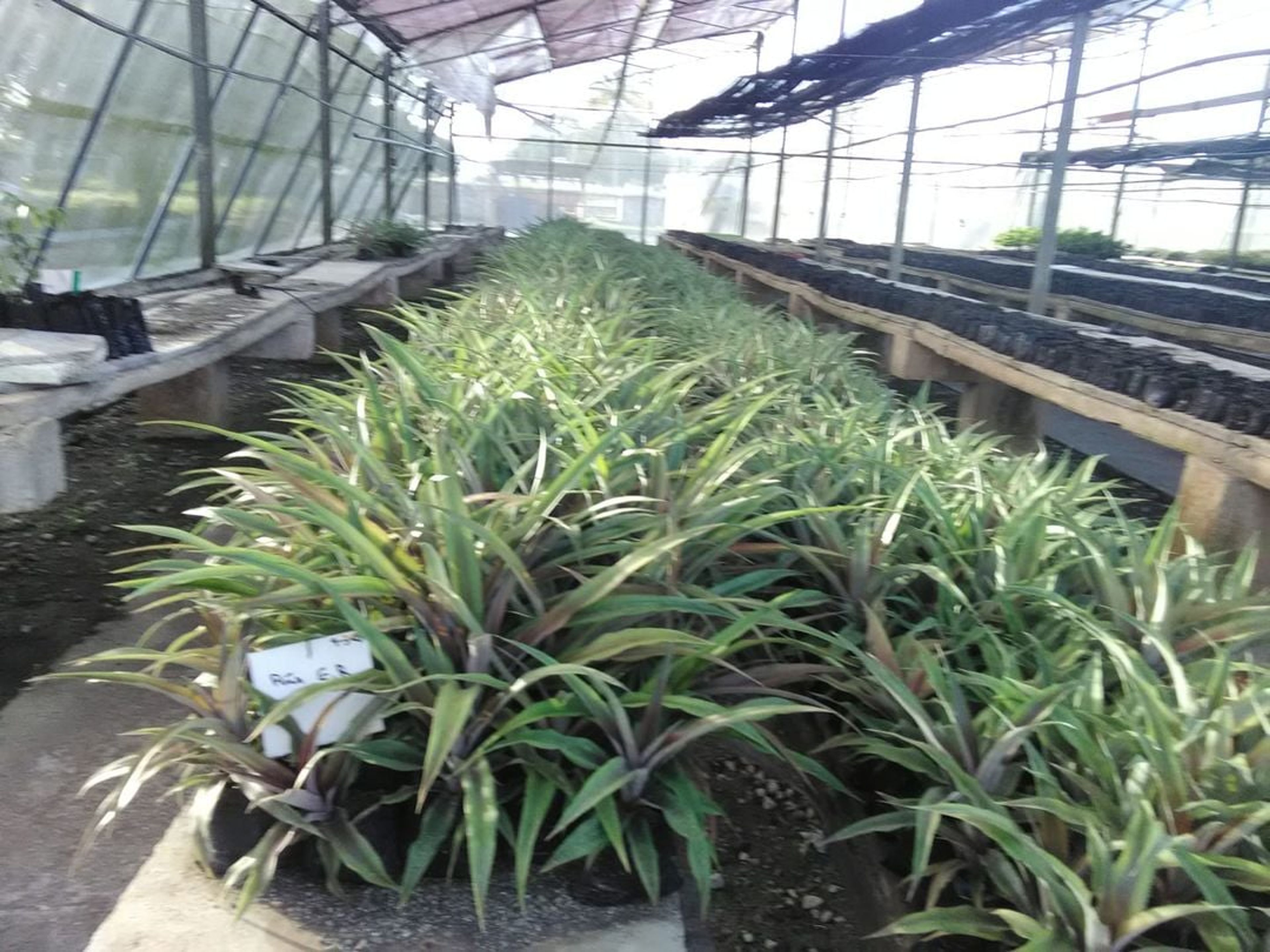 Tour "FERME LA  VEGUITA, LE PLUS GRAND PRODUCTEUR DE TABAC CULTIVÉ À L'OMBRE À CUBA". null