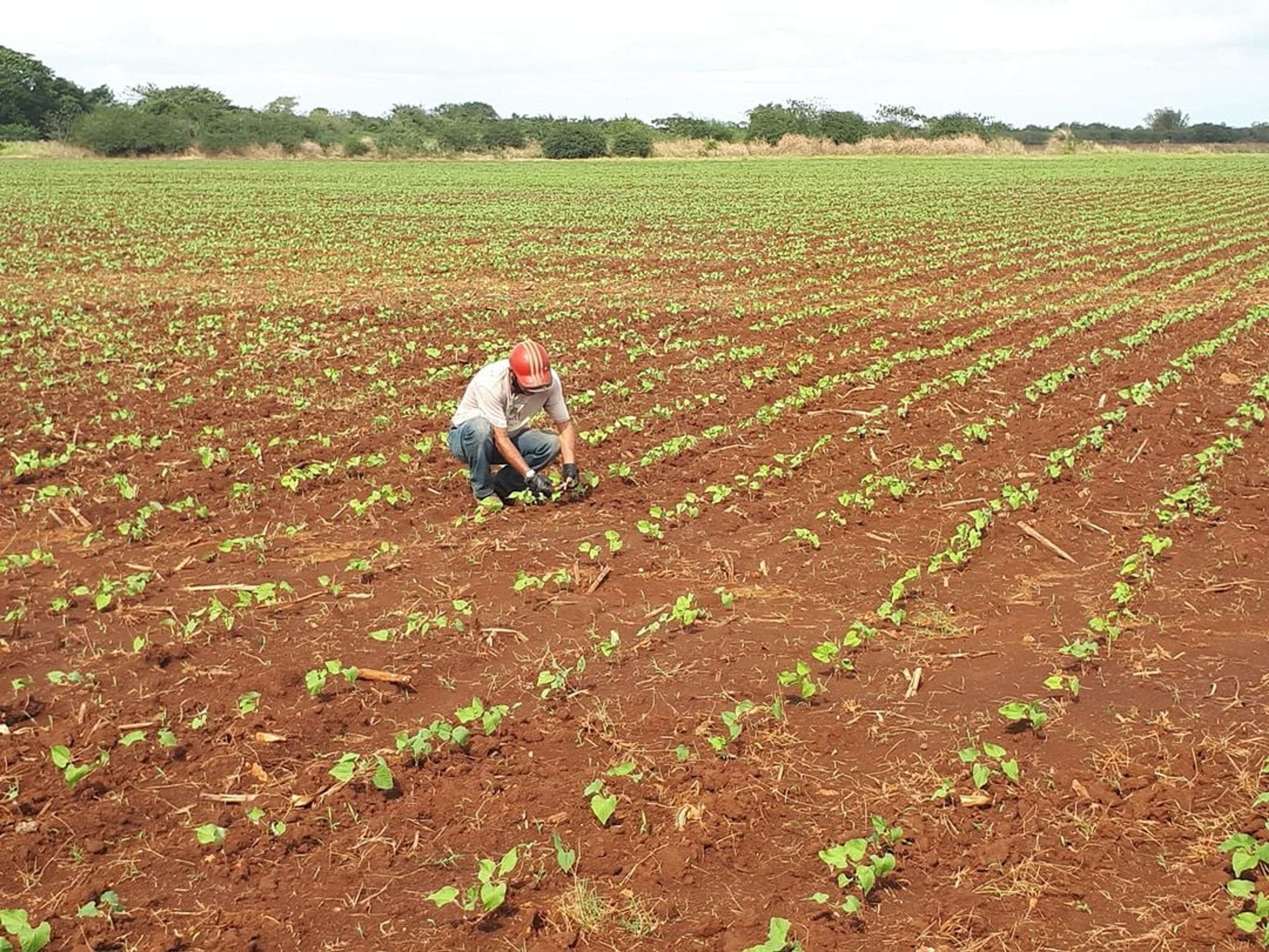 Tour "FERME LA  VEGUITA, LE PLUS GRAND PRODUCTEUR DE TABAC CULTIVÉ À L'OMBRE À CUBA"