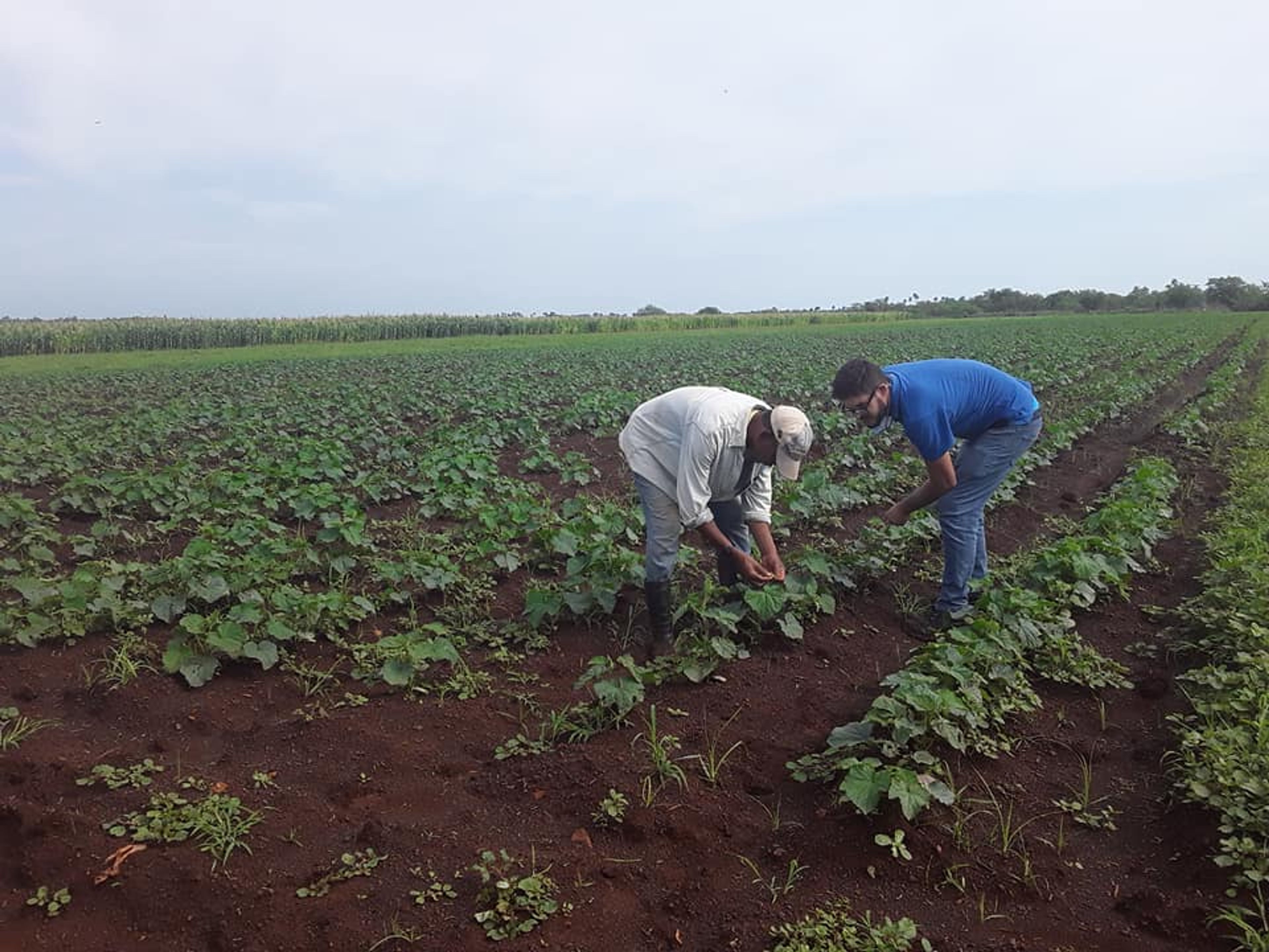 "LA VEGUITA FARM, THE LARGEST PRODUCER OF SHADE-GROW TOBACCO IN CUBA" Tour. null