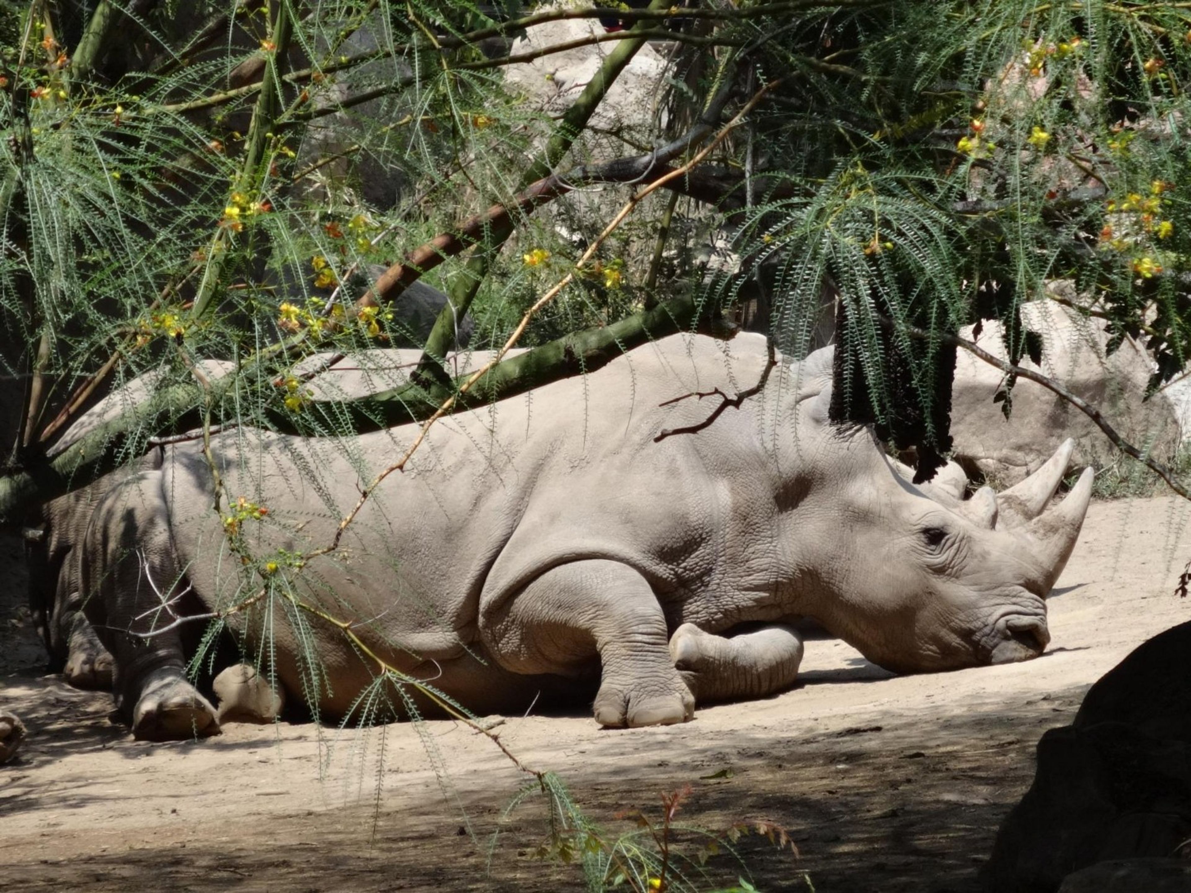 Excursión “VISITA AL PARQUE ZOOLOGICO BUIN ZOO”. “VISIT TO THE BUIN ZOO” Tour, Santiago de Chile.