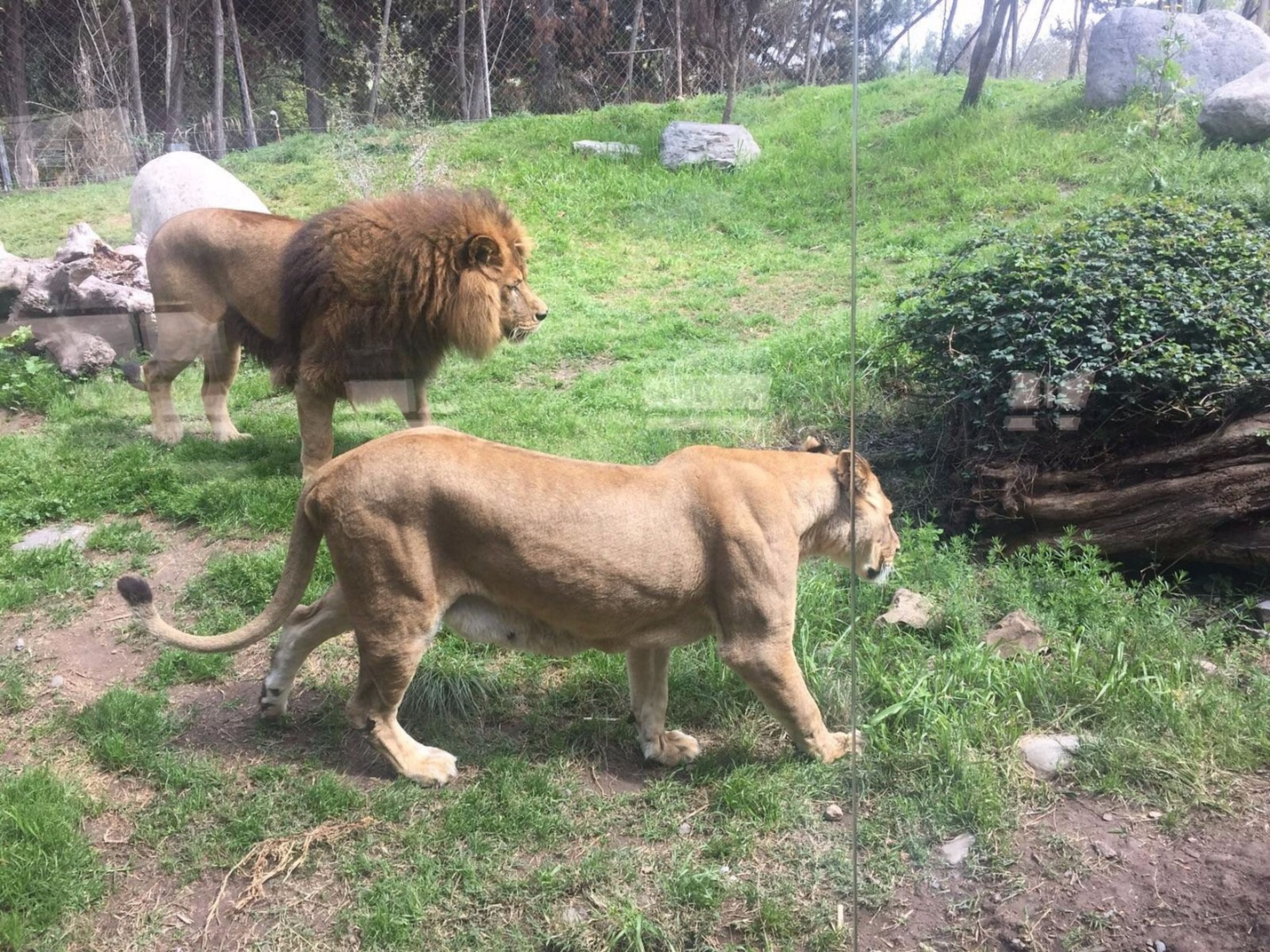 Excursión “VISITA AL PARQUE ZOOLOGICO BUIN ZOO”. “VISIT TO THE BUIN ZOO” Tour, Santiago de Chile.