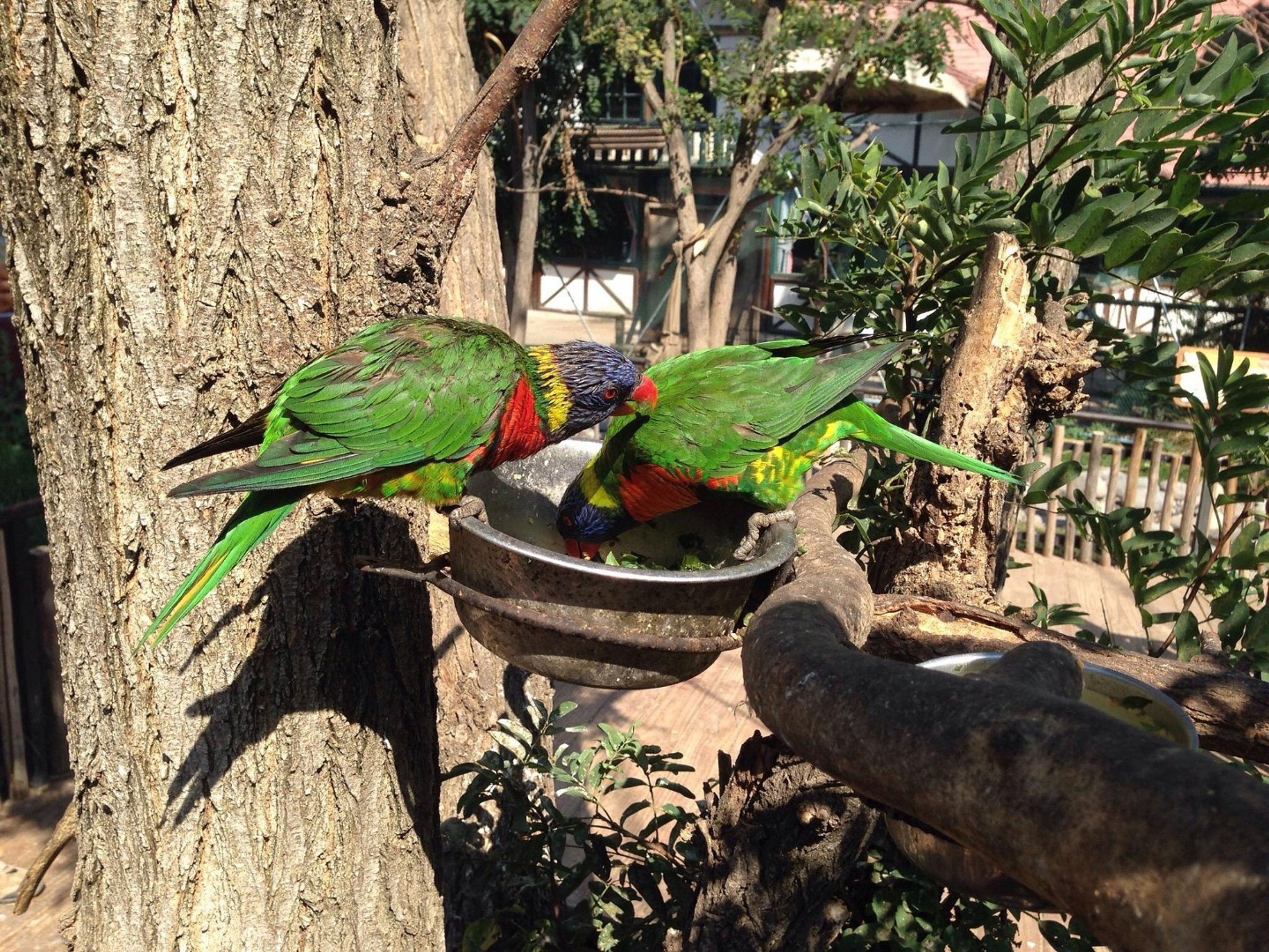 “VISIT TO THE BUIN ZOO” Tour. “VISIT TO THE BUIN ZOO” Tour, Santiago de Chile.