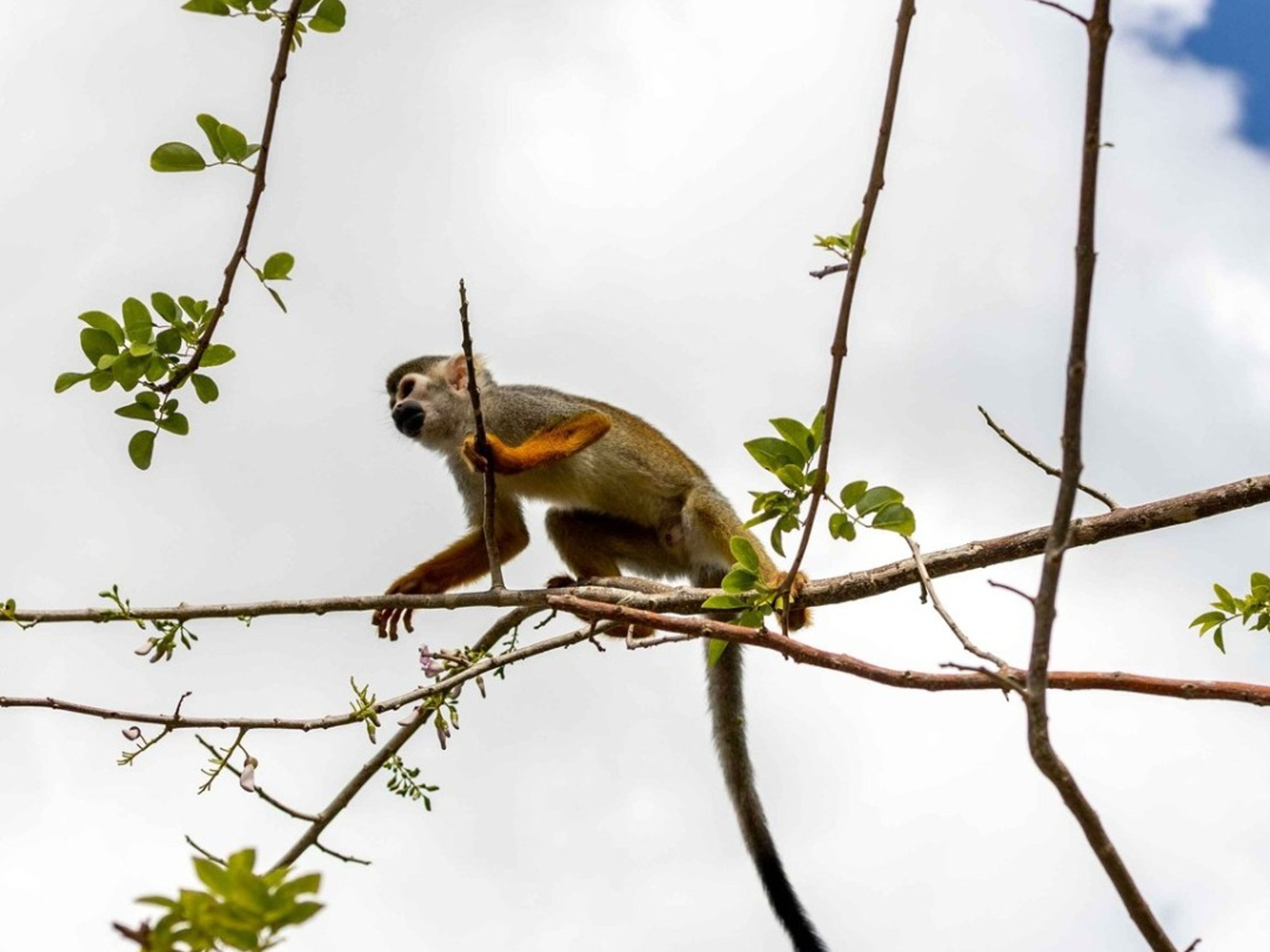 “MONKEY LAND PUNTA CANA” Tour. ”MONKEY LAND PUNTA CANA” Tour, Dominican Republic.