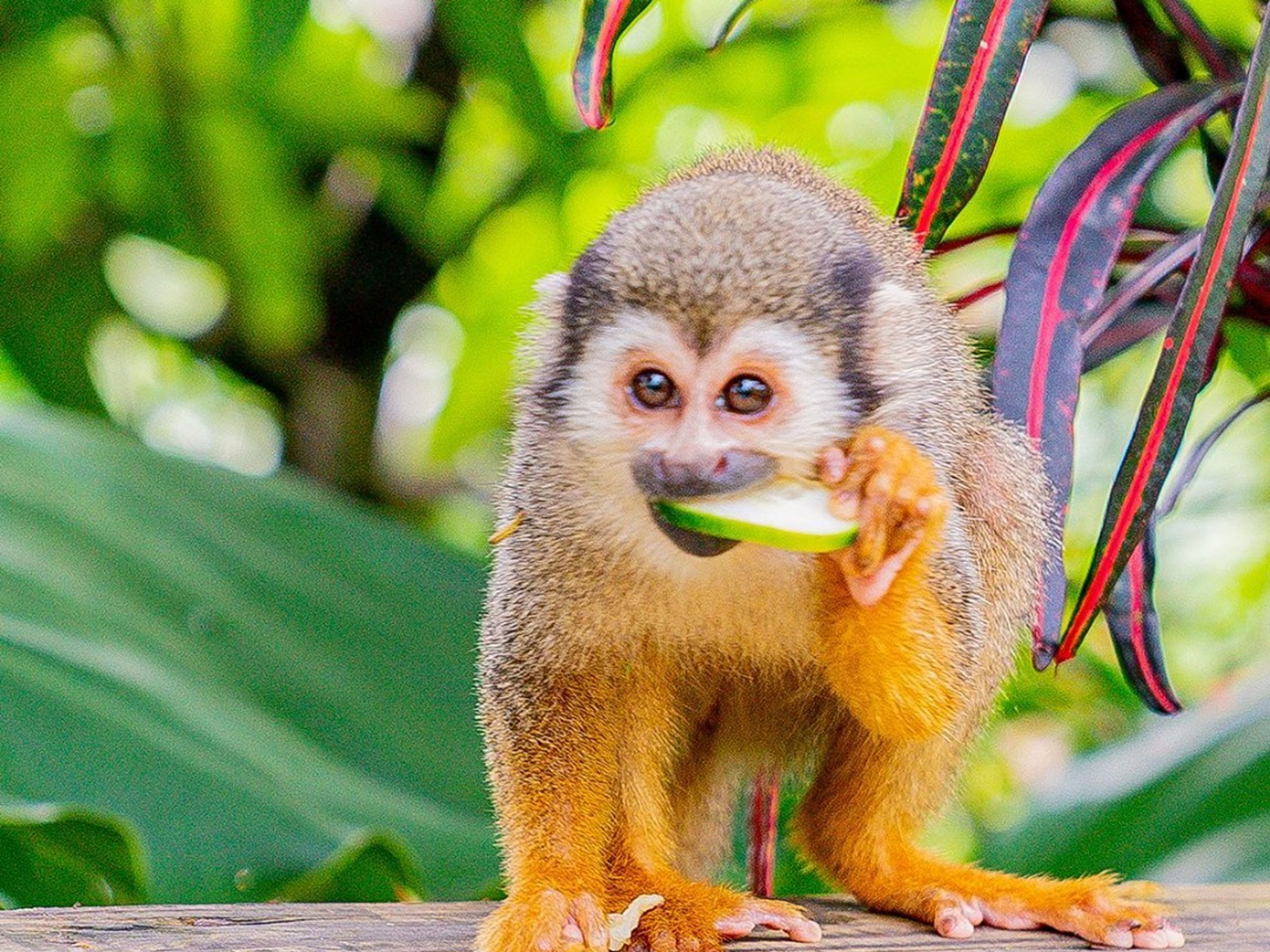 “MONKEY LAND PUNTA CANA” Tour. ”MONKEY LAND PUNTA CANA” Tour, Dominican Republic.