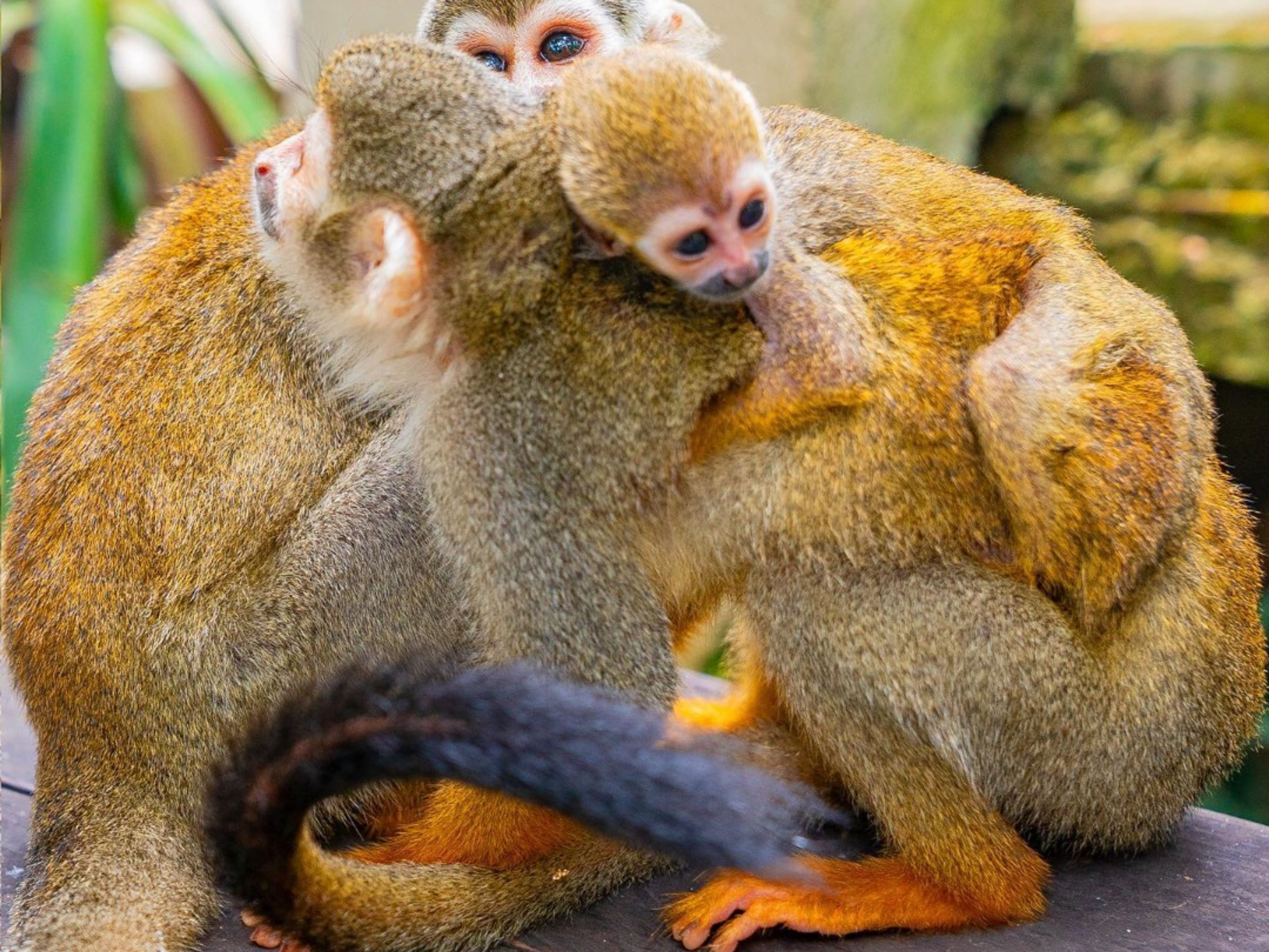 “MONKEY LAND PUNTA CANA” Tour. ”MONKEY LAND PUNTA CANA” Tour, Dominican Republic.