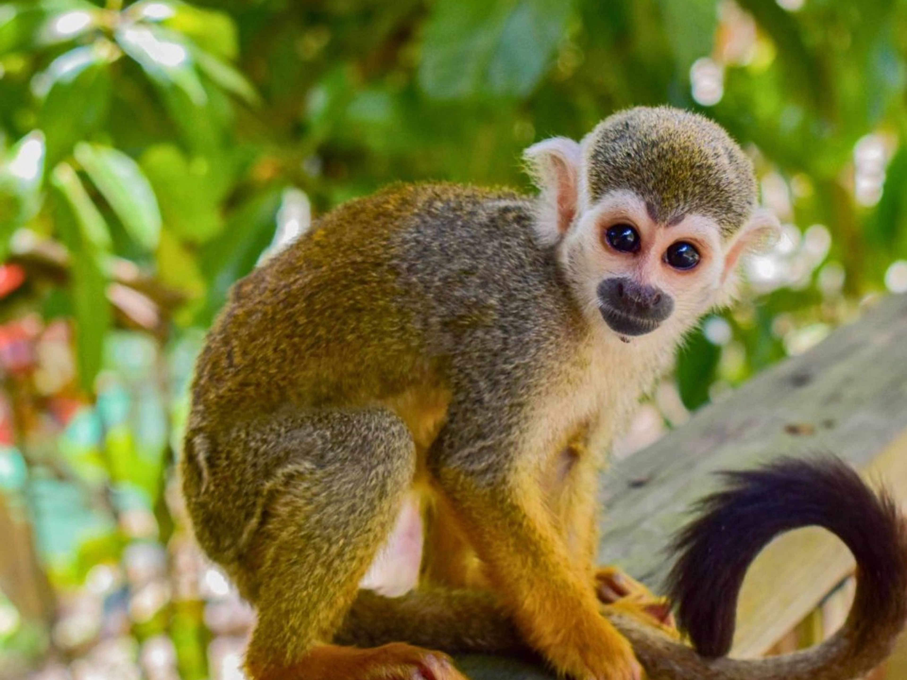 Excursão “MONKEY LAND PUNTA CANA”. ”MONKEY LAND PUNTA CANA” Tour, Dominican Republic.