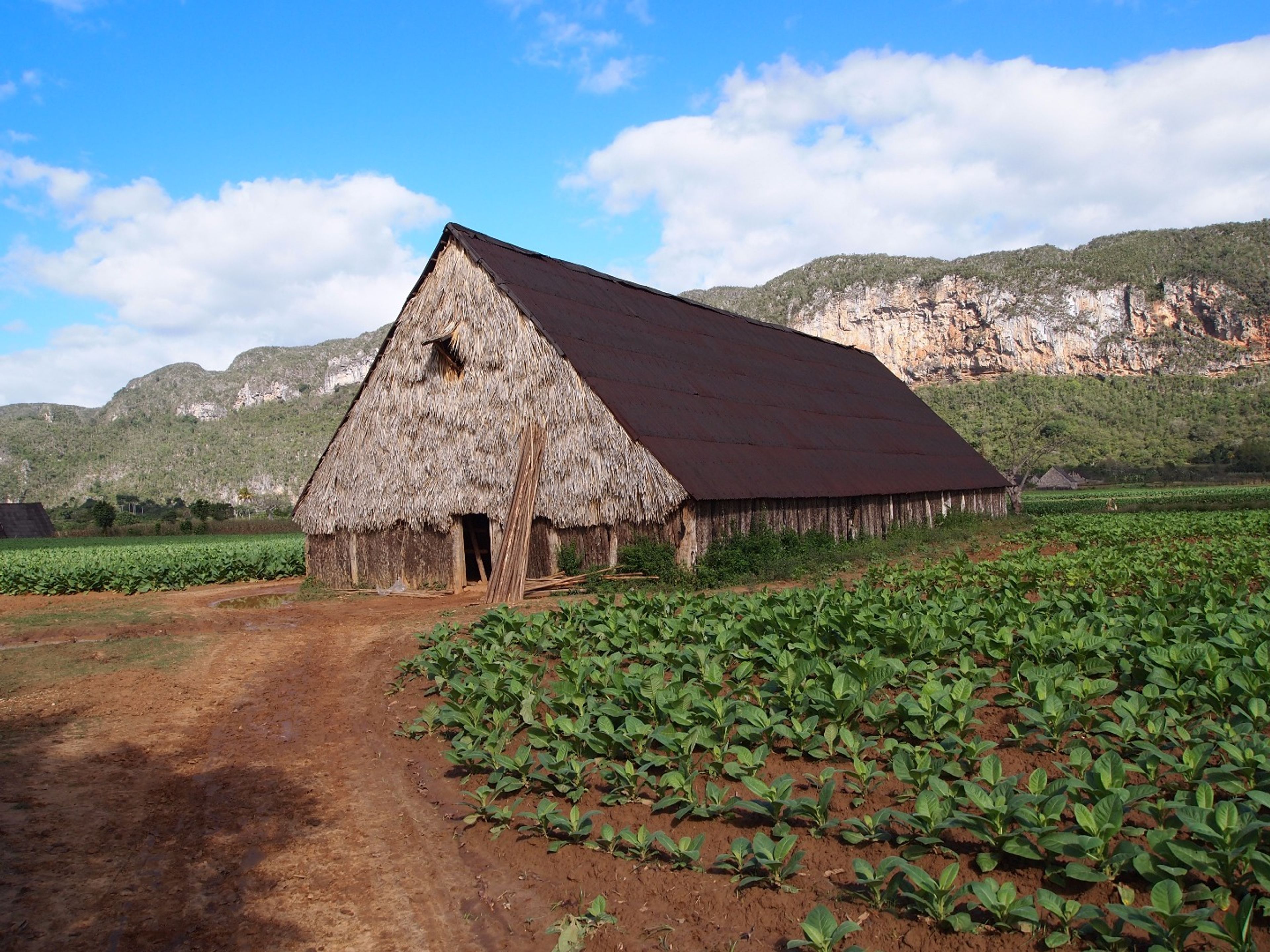 "Escursione in bicicletta al fiume Resbaloso". A traditional tobacco farm, the handmade processes of the leaves, Viñales Valley National Park, Pinar del Río