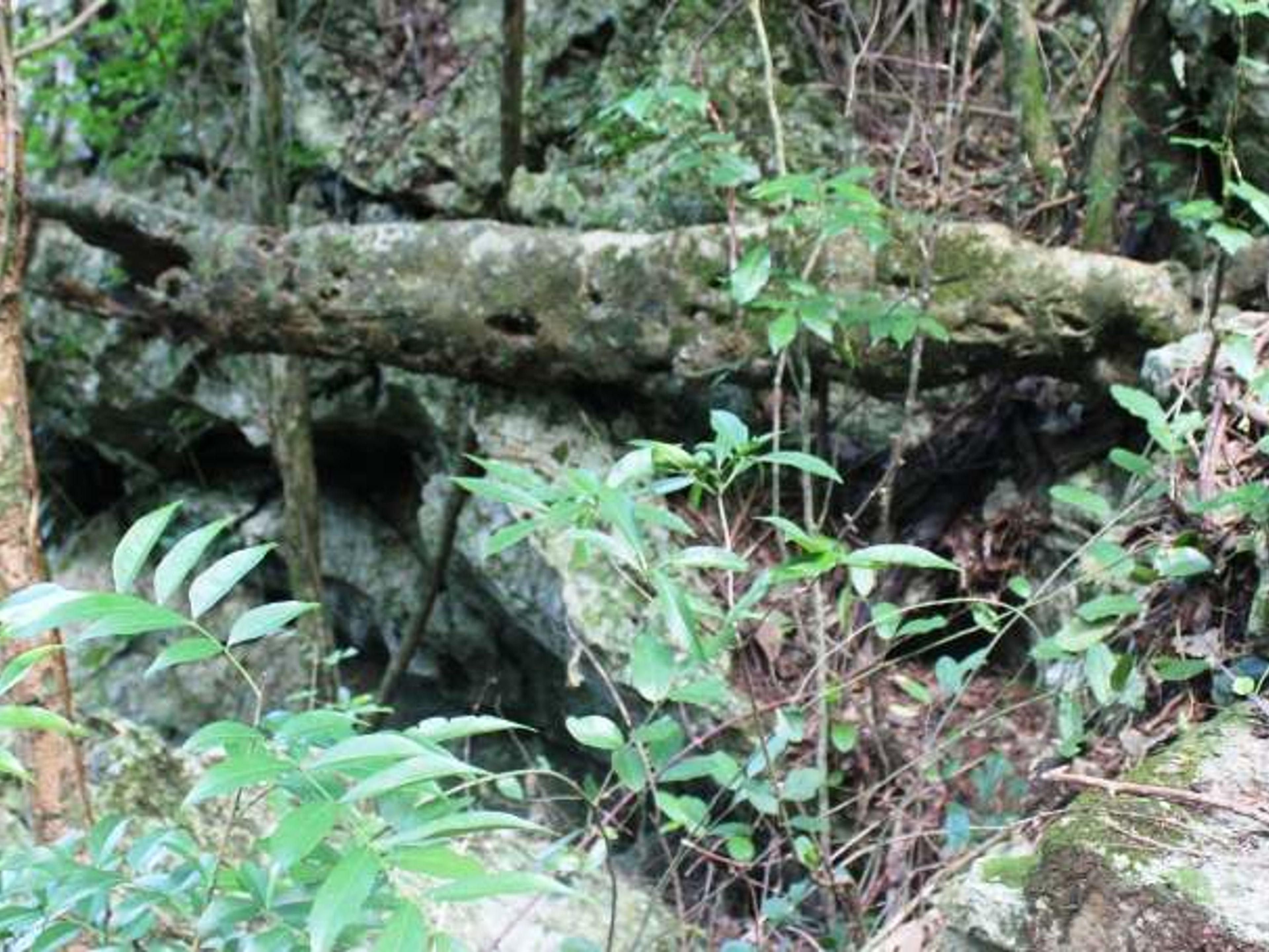 Caminho "Ruínas de plantações de café". “Ruins of coffee plantations” Trail
