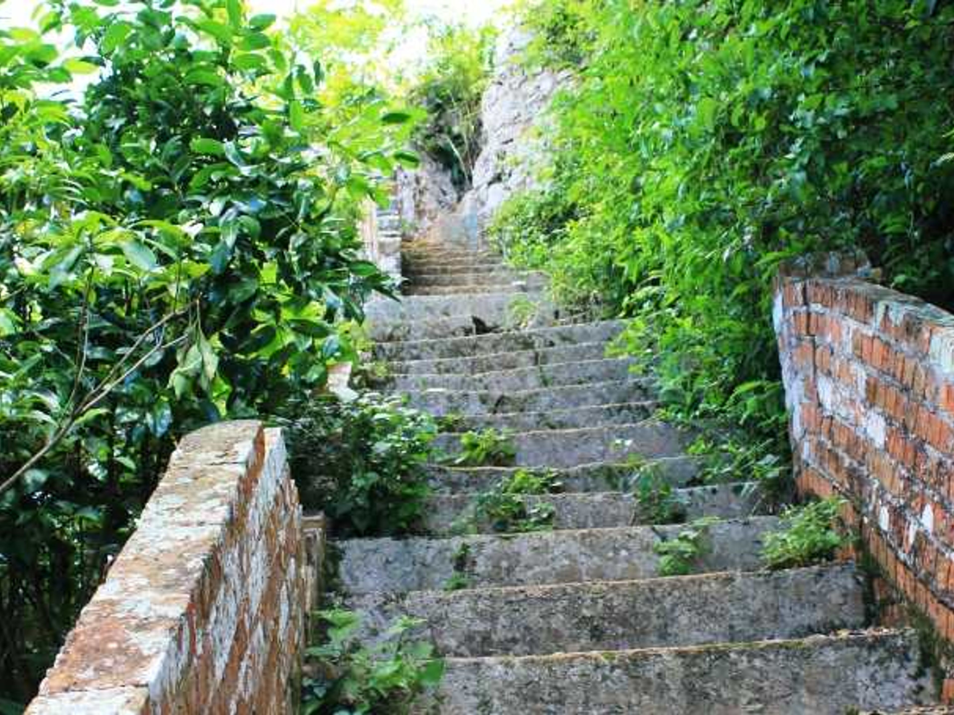 Caminho "Ruínas de plantações de café"