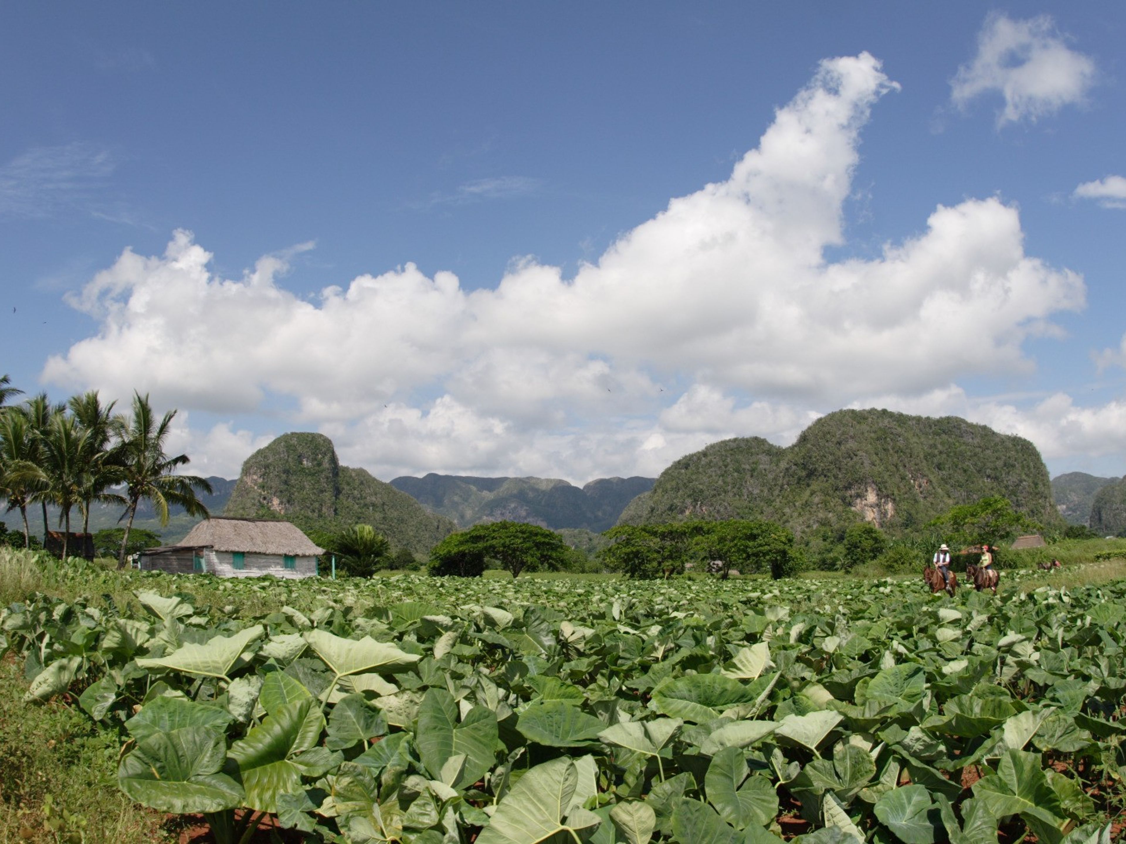 “HAVANA OVERNIGHT + PINAR DEL RÍO” Tour. Viñales valley panoramic view