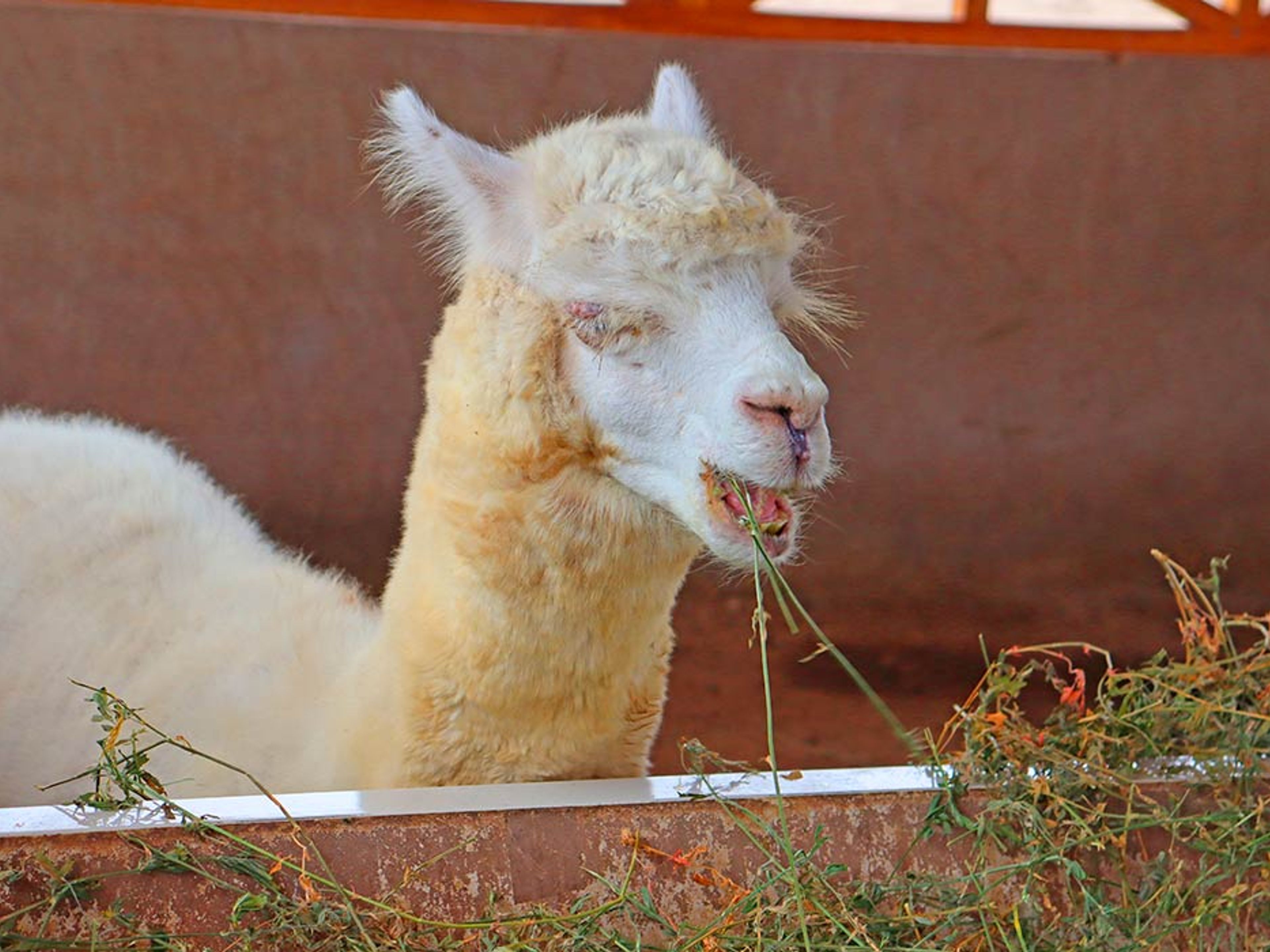 Excursión “A LAS PIRÁMIDES INKA DE PACHACAMAC“. PACHACAMAC'S INKA PYRAMIDS TOUR