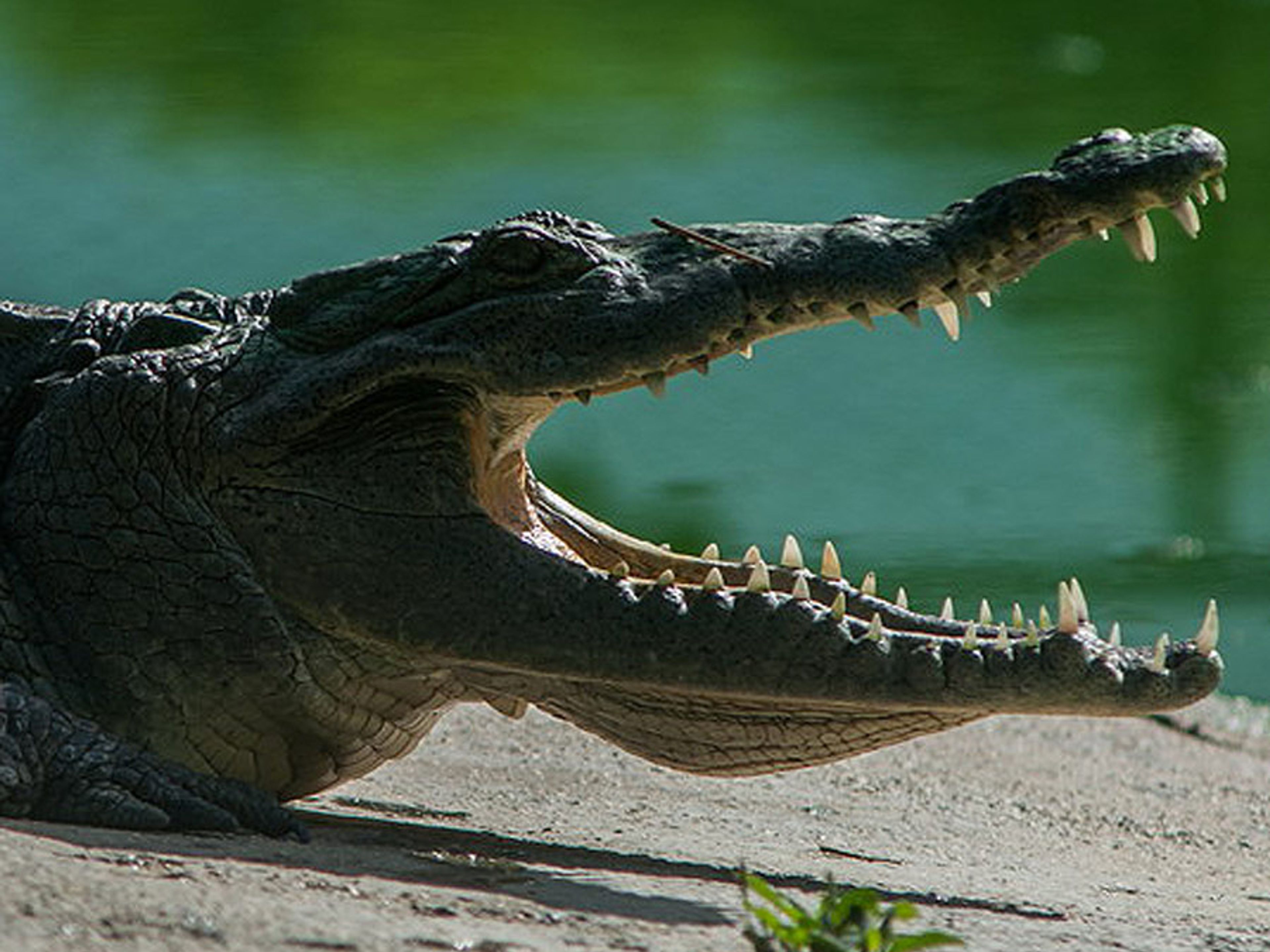 Excursão "VISITA À FAZENDA DE CROCODILOS DO RIO MAXIMO". Zoocriadero de Cocodrilos Camaguey