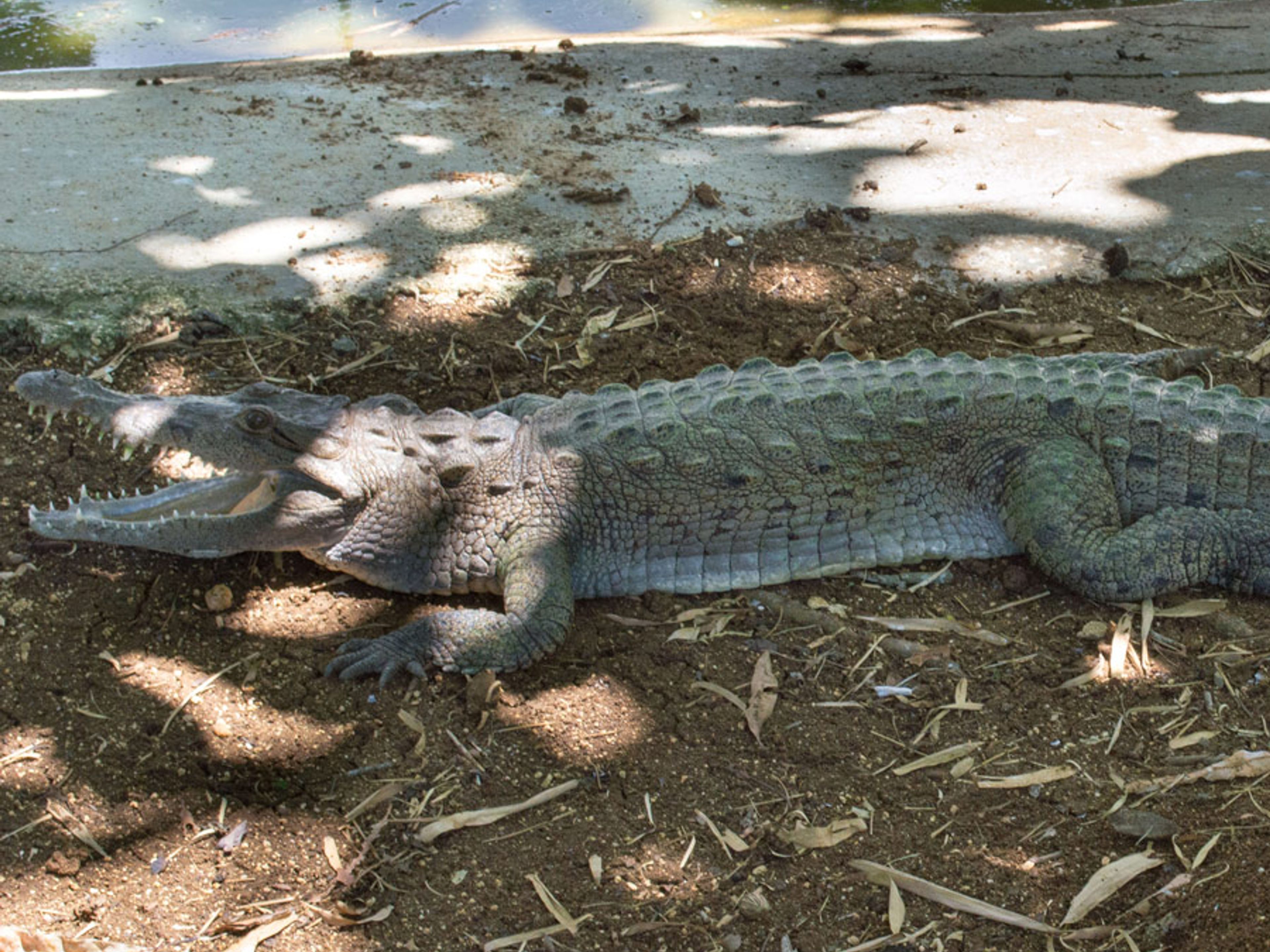 Excursão "VISITA À FAZENDA DE CROCODILOS DO RIO MAXIMO". Zoocriadero de Cocodrilos Camaguey