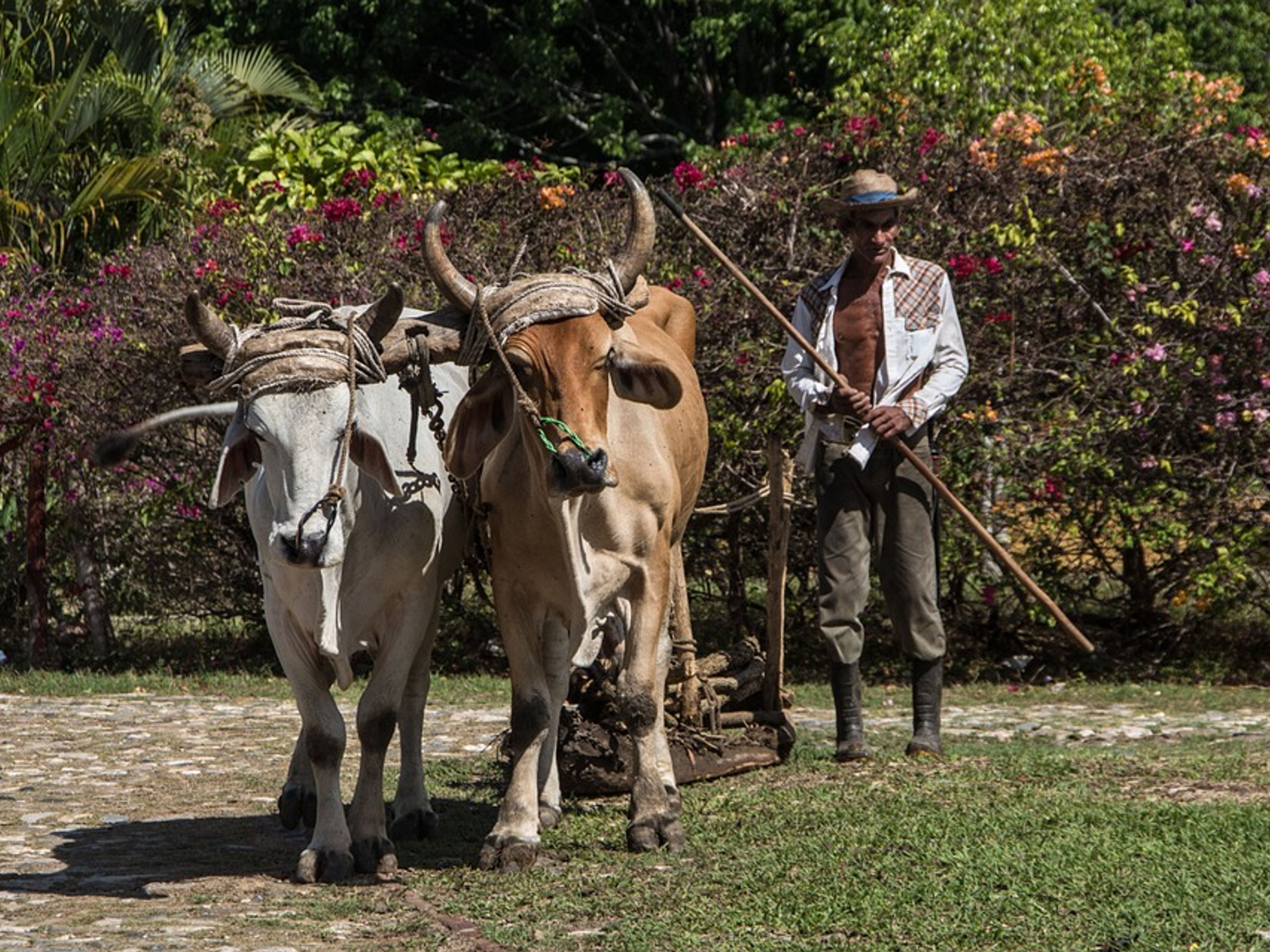 "Tour a cavallo attraverso la Valle del Palmarito". Traditions and customs, Viñales valley National Park, Pinar del Río