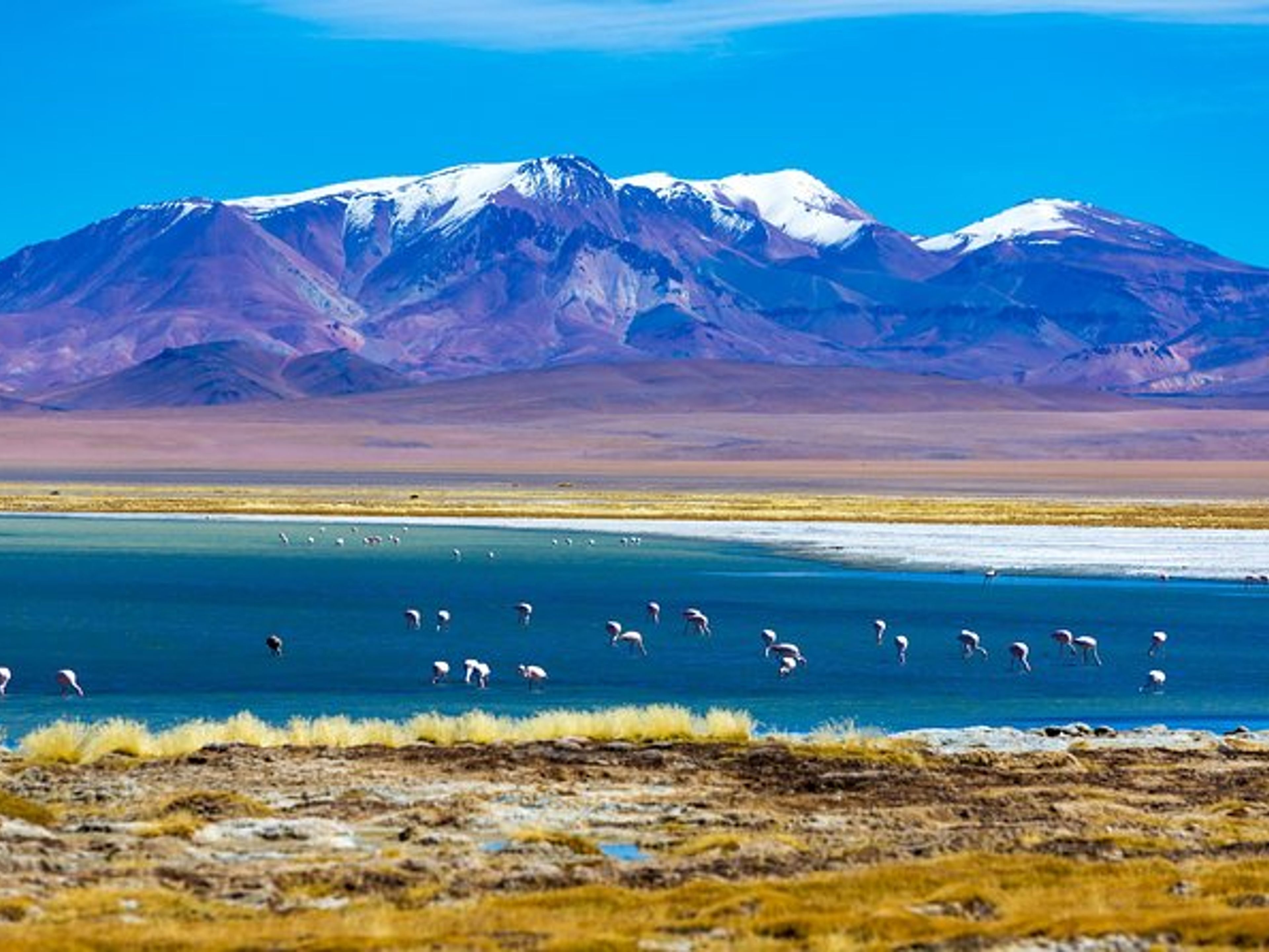 Excursion "Salar de Atacama et lagunes altiplaniques".