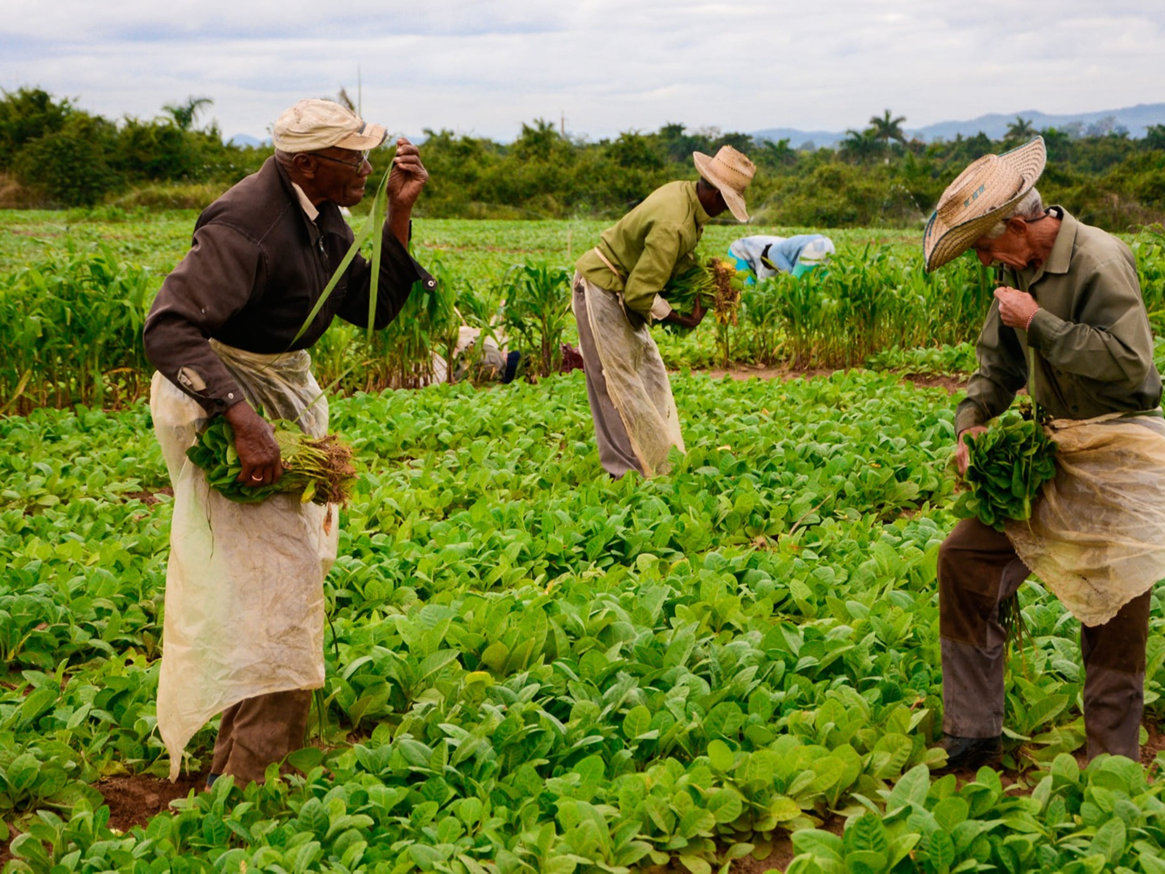 Servizi di trasferimento collettivo “CONECTANDO CUBA:”L'AVANA / PINAR DEL RÍO / VIÑALES” (CC2 - A). The Tobacco plantation panoramic view, Viñales, Pinar del Río, Cuba.