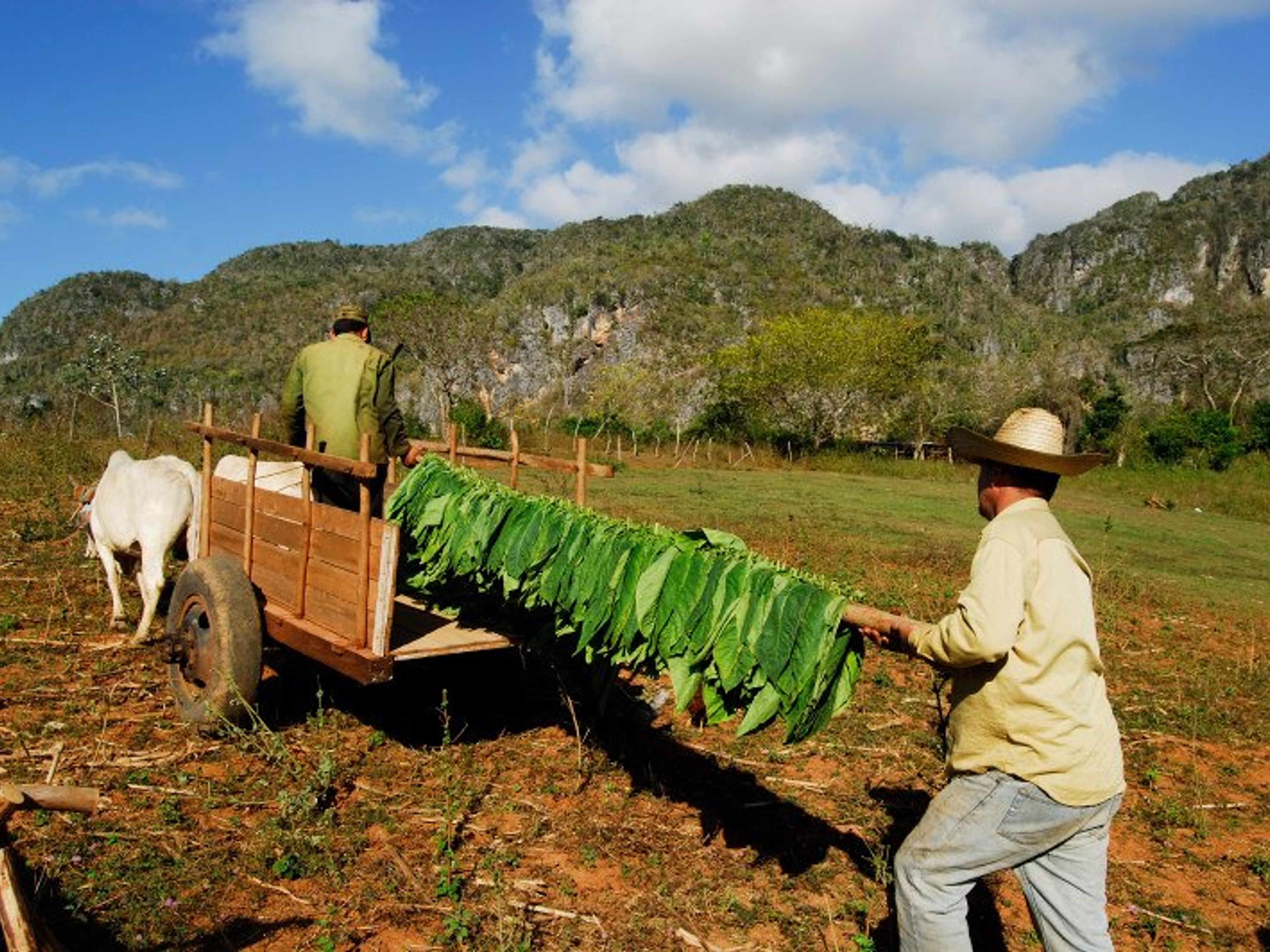 Tour “GIRO COLLETTIVO DA L'AVANA A VIÑALES IN AUTO AMERICANE CLASSICHE” (2 Giorni / 1 Notte). The Viñales Valley panoramic view, Viñales, Pinar del Río, Cuba.