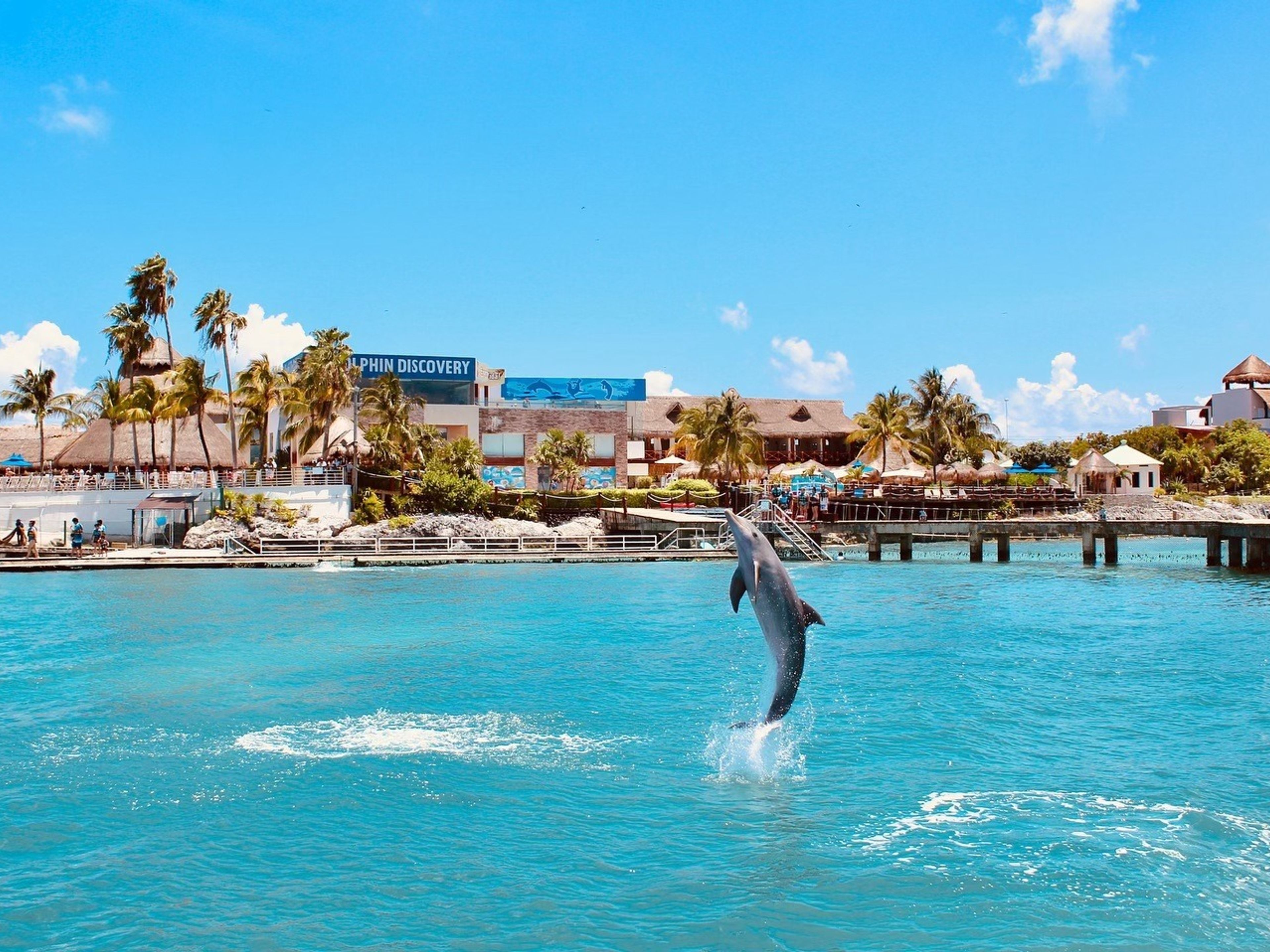 Тур "Опыт с дельфинами ( встреча) + Исла Мухерес". "Dolphins Experience (Encounter) + Isla Mujeres" Tour