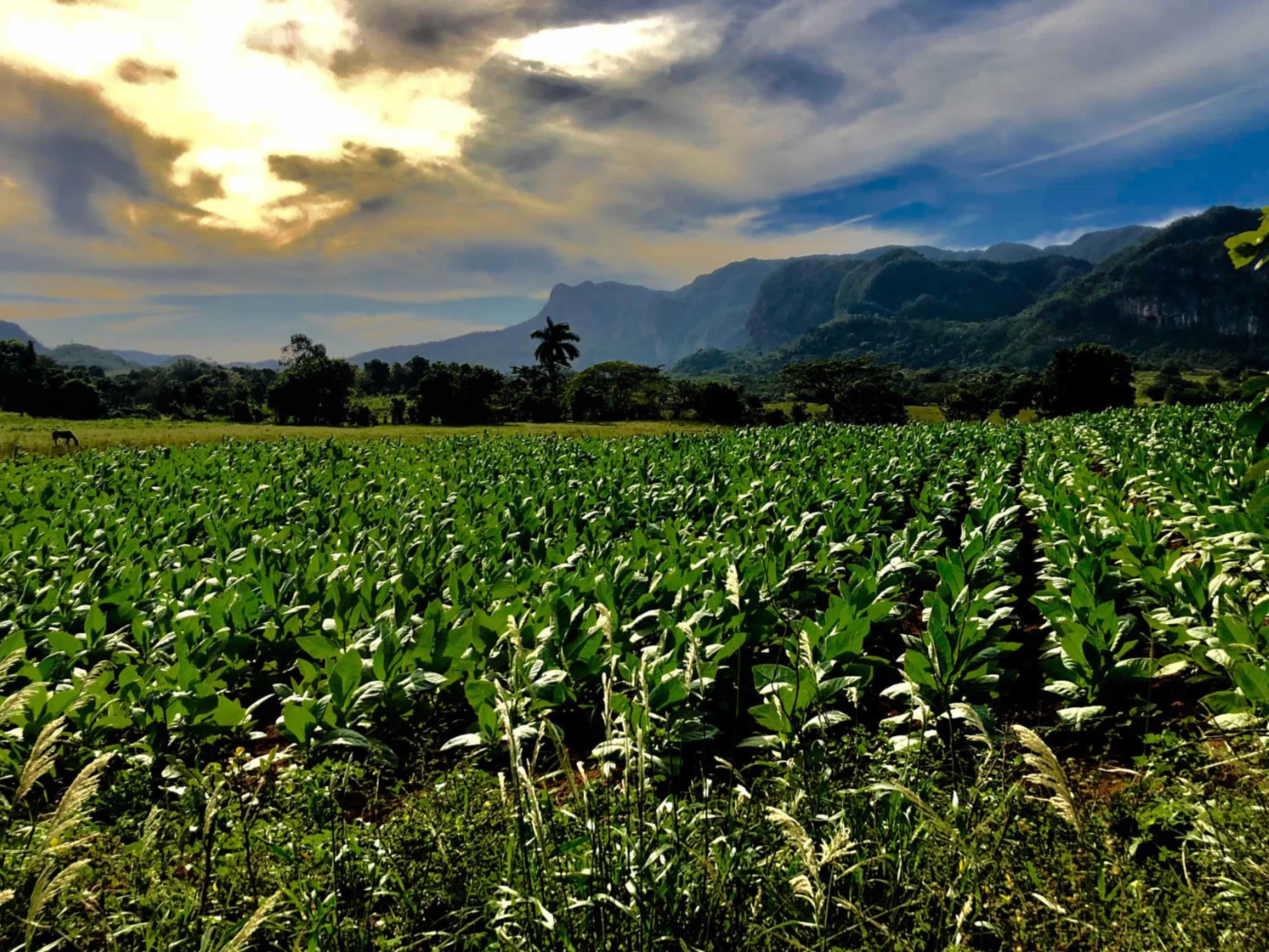 Tour "Avventura a cavallo attraverso la valle di Viñales". Viñales valley panoramic view, Pinar del Río, "Horseback Adventure through the Valley of Viñales" Tour