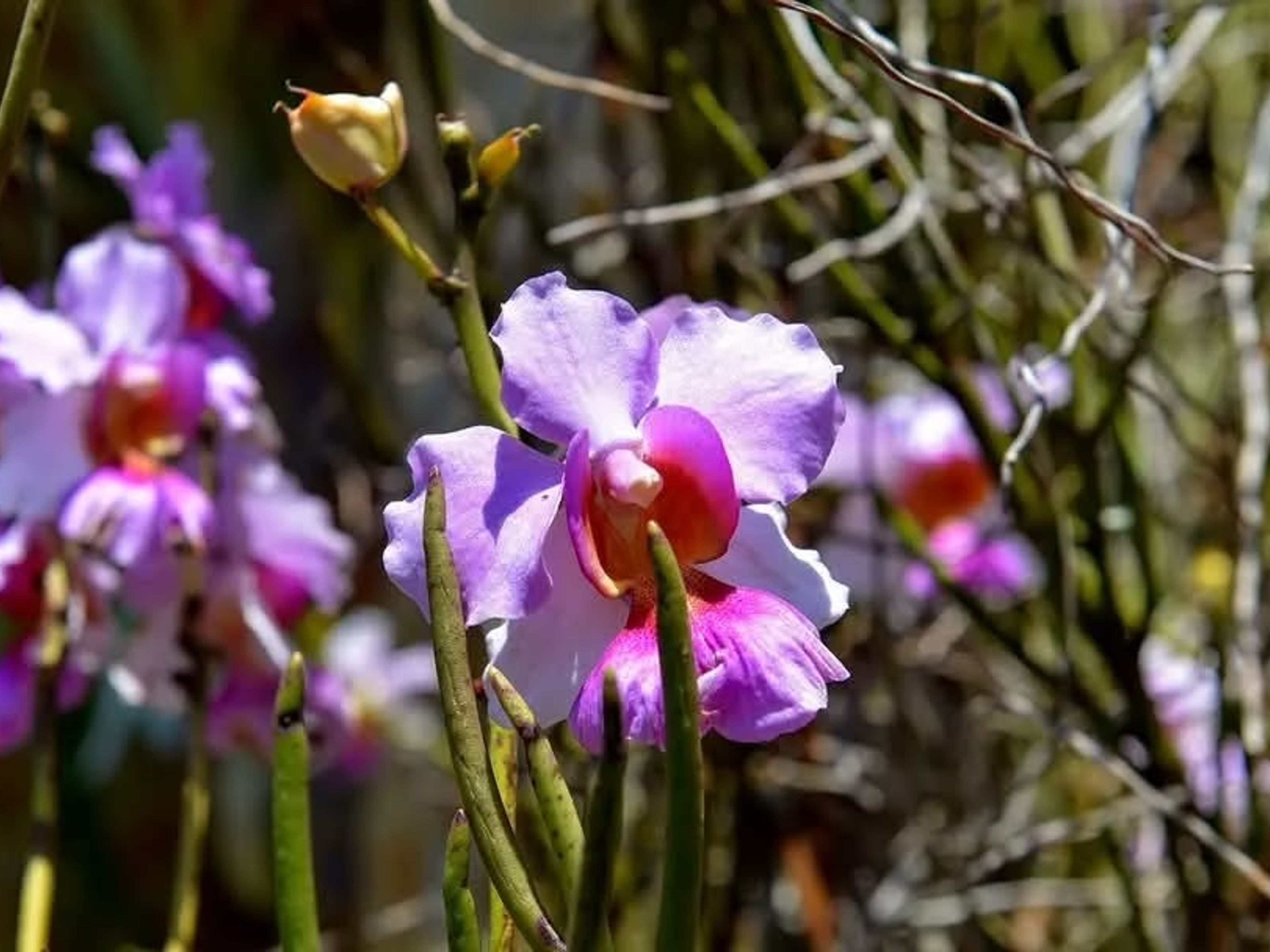 "BESUCH DER WERKSTATT UND DES HAUSES DES TÖPFERMEISTERS REY" Tour. Soroa Natural Park panoramic view, Artemisa, Cuba.