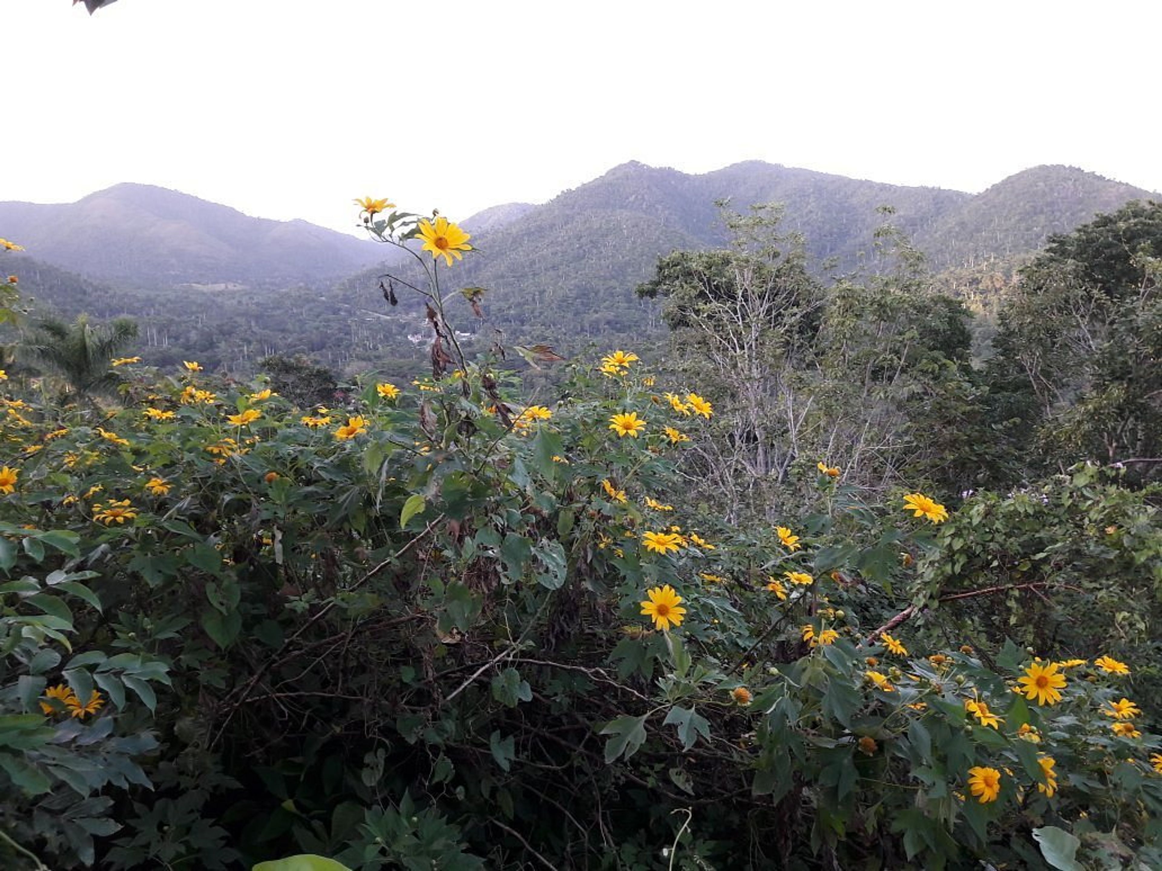 Excursão "VISITA À OFICINA E À CASA DE POTTER REY". Soroa Natural Park panoramic view, Artemisa, Cuba.