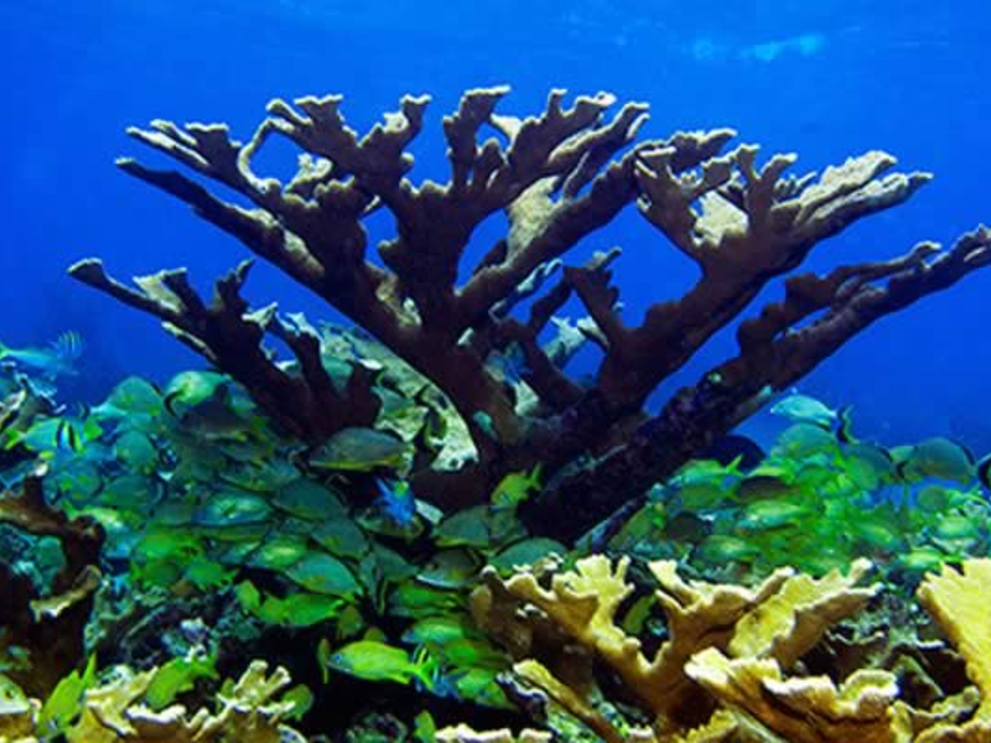 "HALBER TAG PLUS IN CAYO LARGO DEL SUR" Tour. Coral reef, Cayo largo