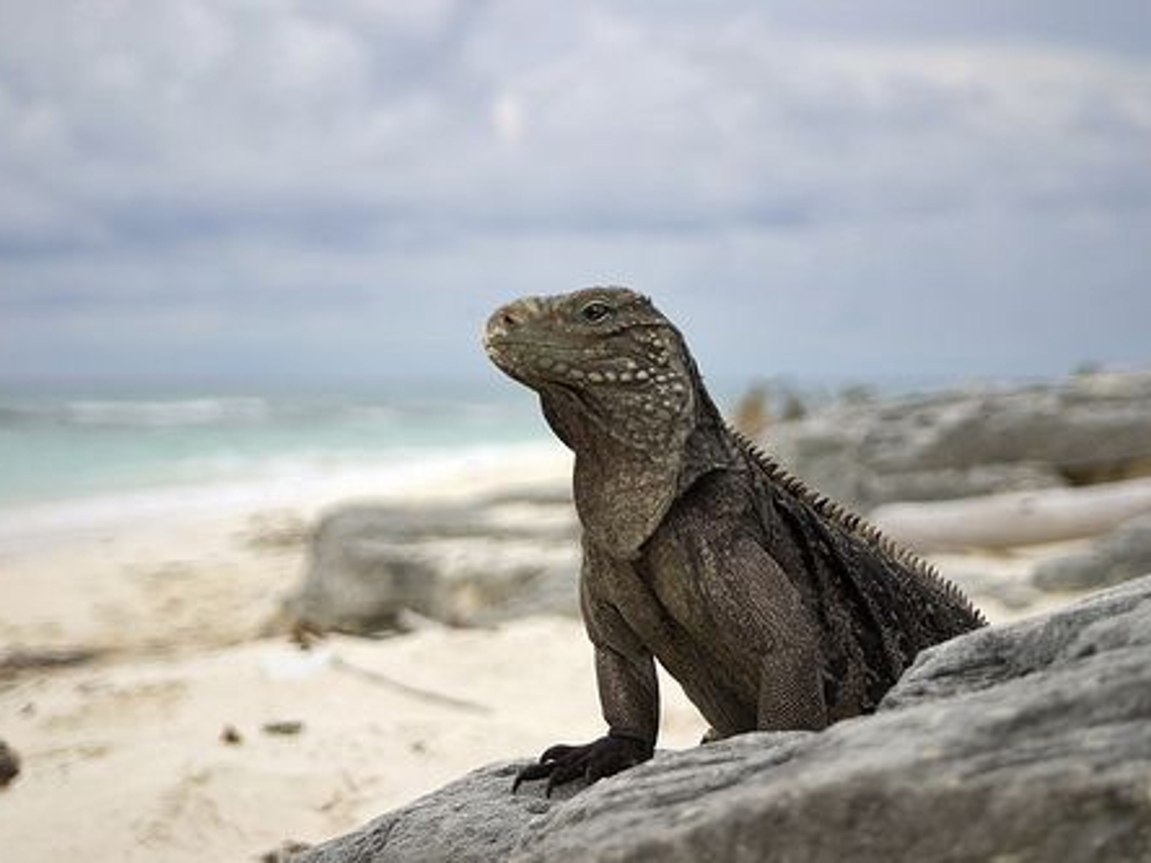 "HALBER TAG PLUS IN CAYO LARGO DEL SUR" Tour. Iguanas in  Cayo Largo del Sur.