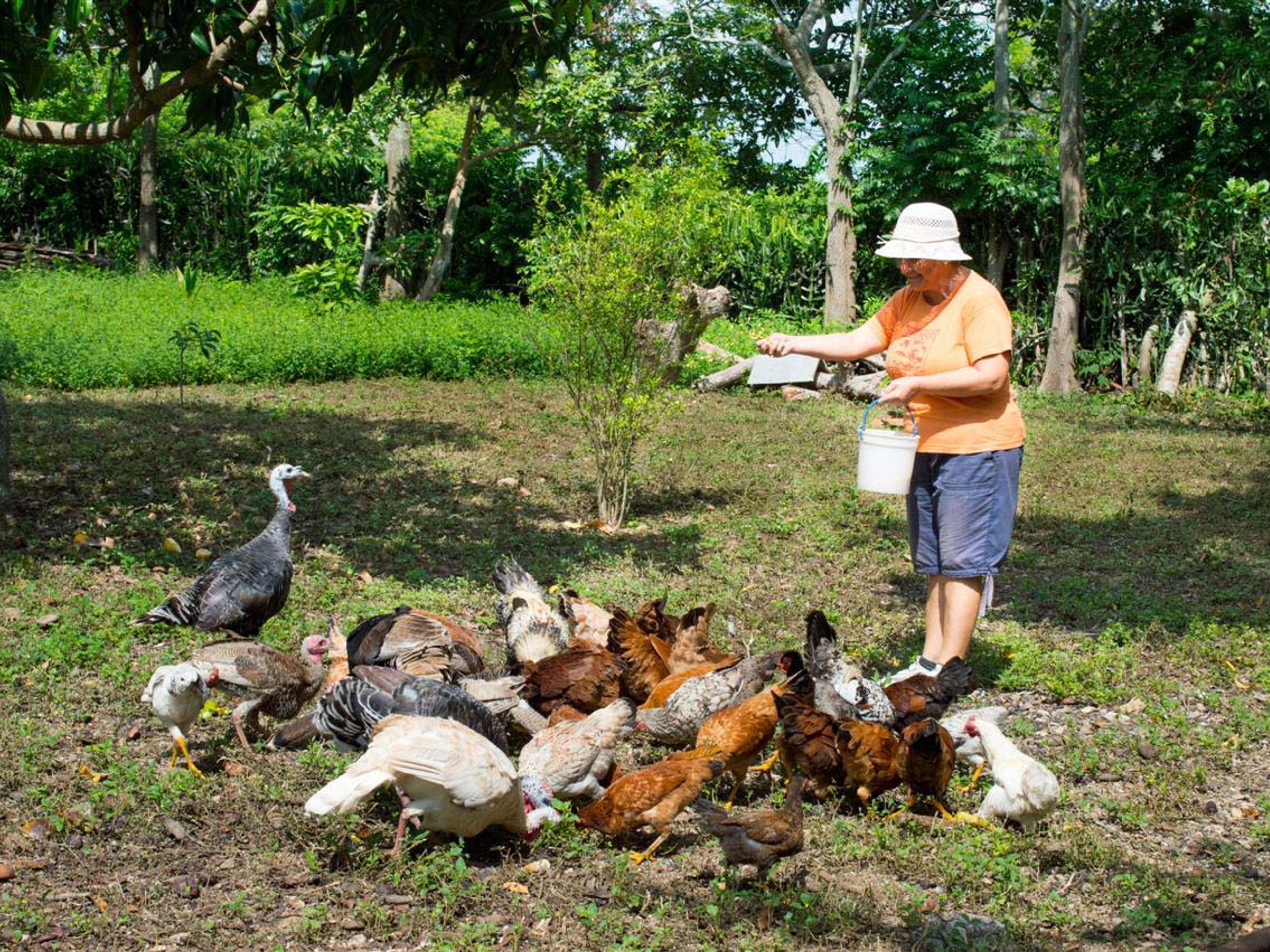 Excursão “Limonada e Guarapo, Camponês por um dia”