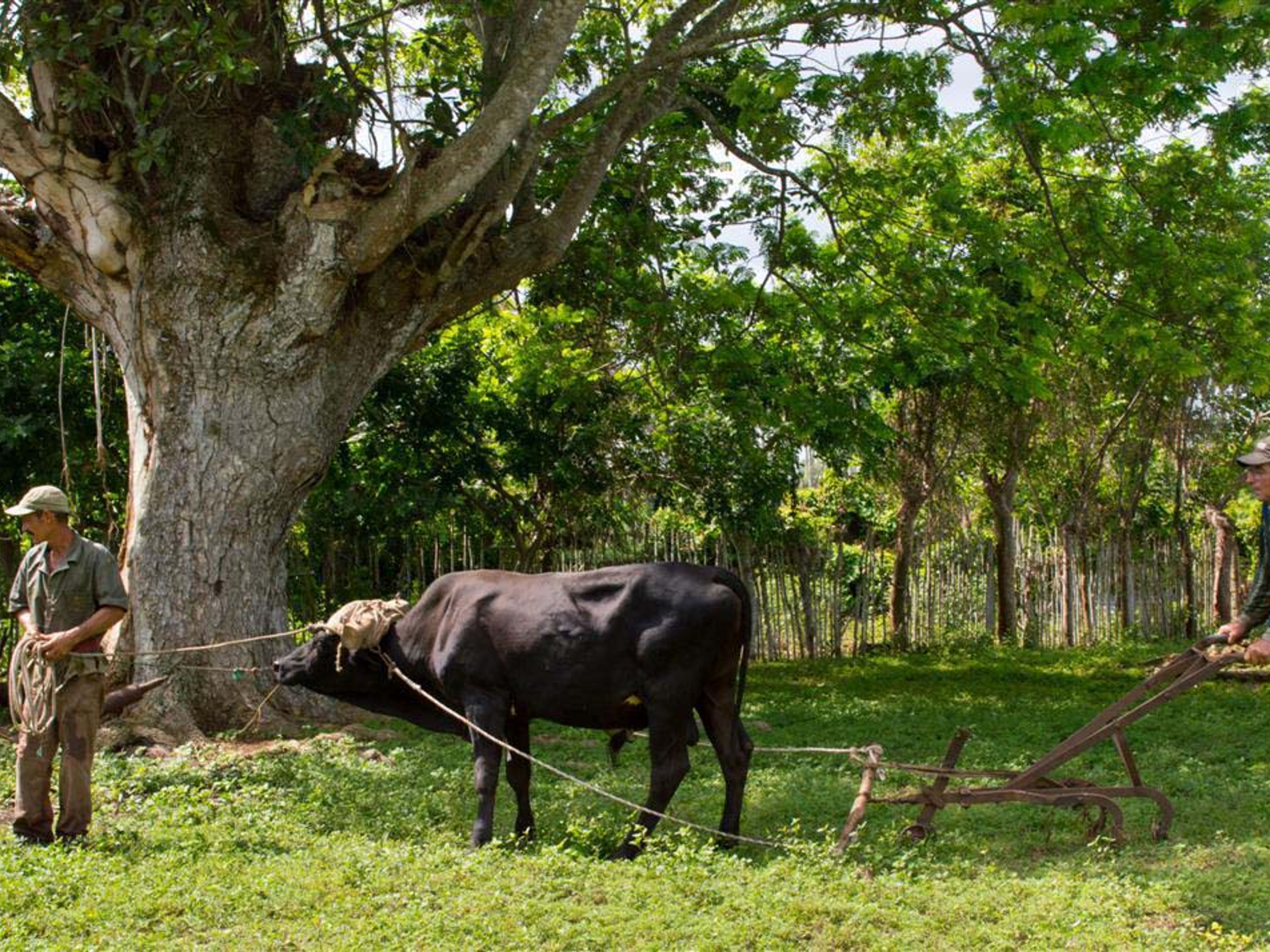 Excursão “Limonada e Guarapo, Camponês por um dia”. Peasant for a day tour, Camagüey