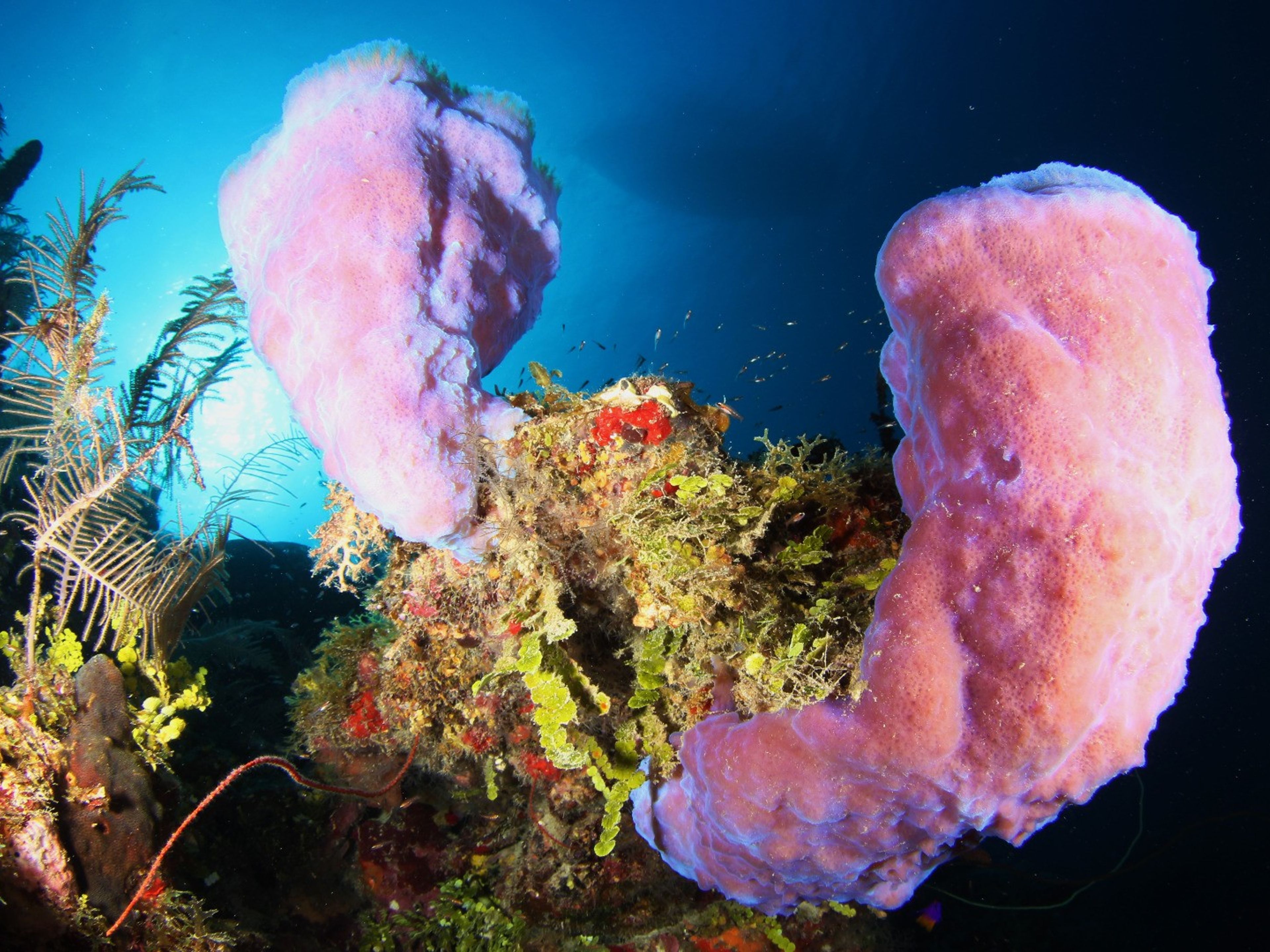 "TAUCHEN IN PLAYA GUARDALAVACA" Tour. Scuba diving tour in Holguín