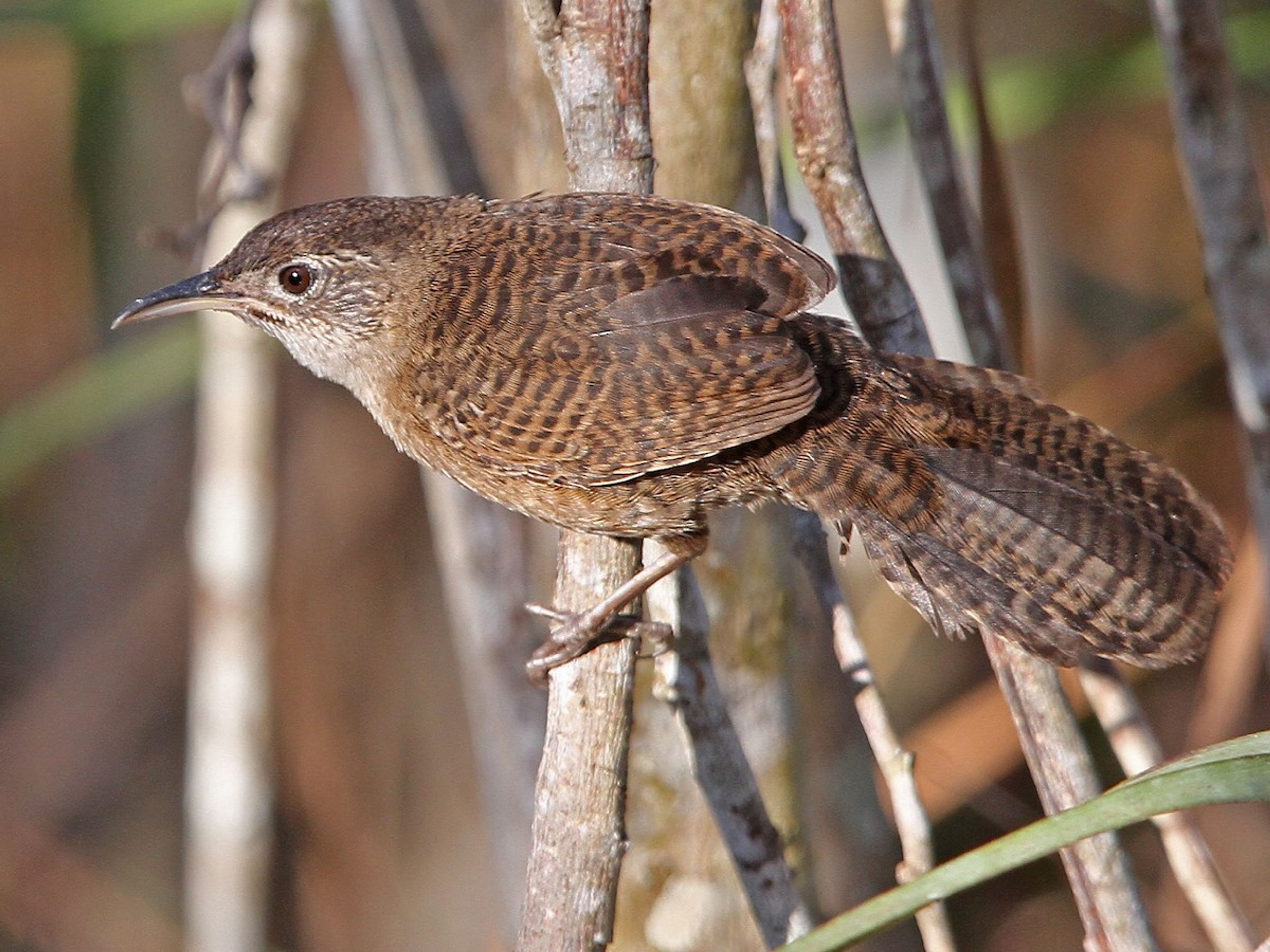 Visita à Natureza "Birdwatching on the Hondones Trail". null
