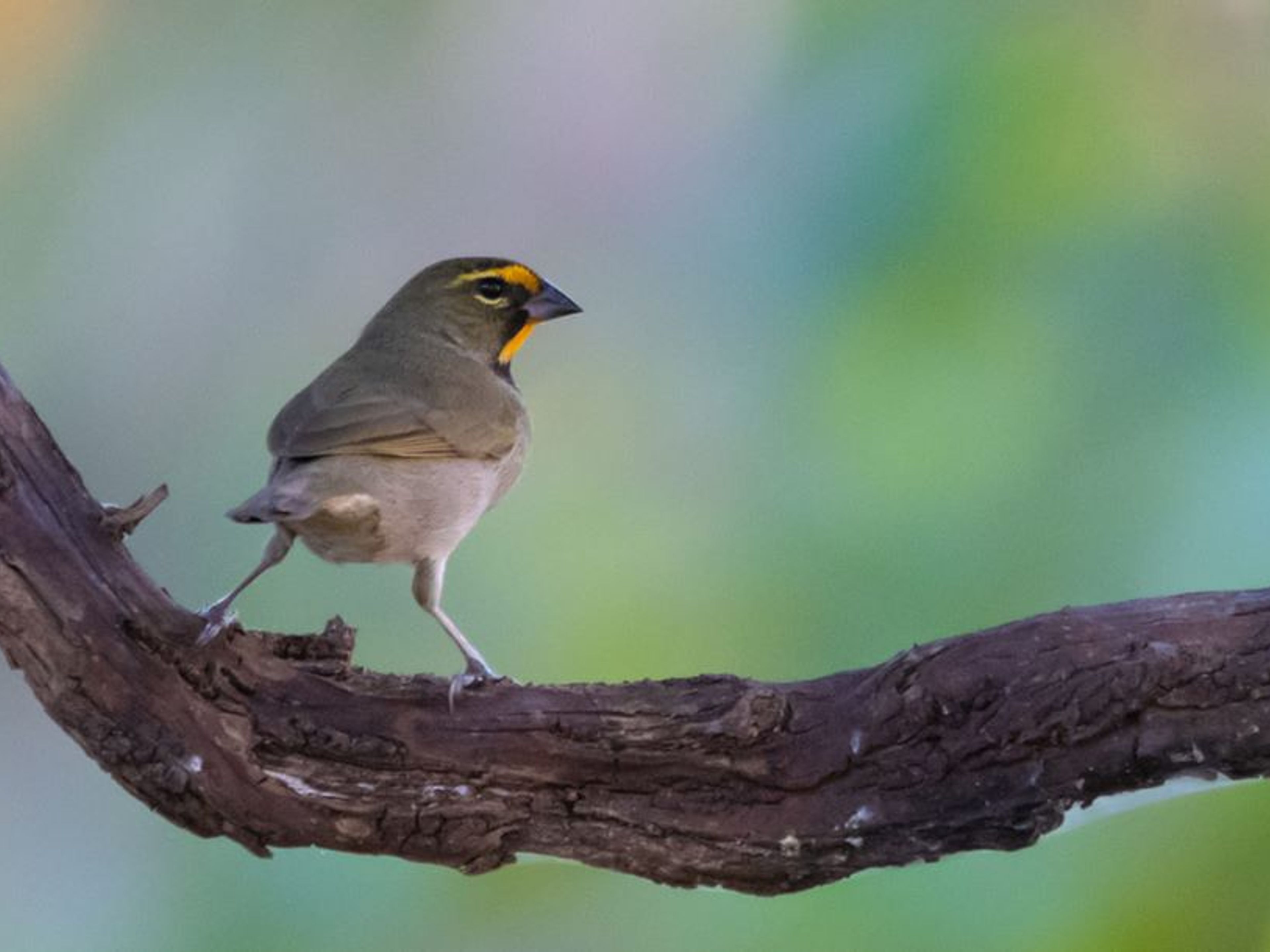 Visita à Natureza "Birdwatching on the Hondones Trail". null