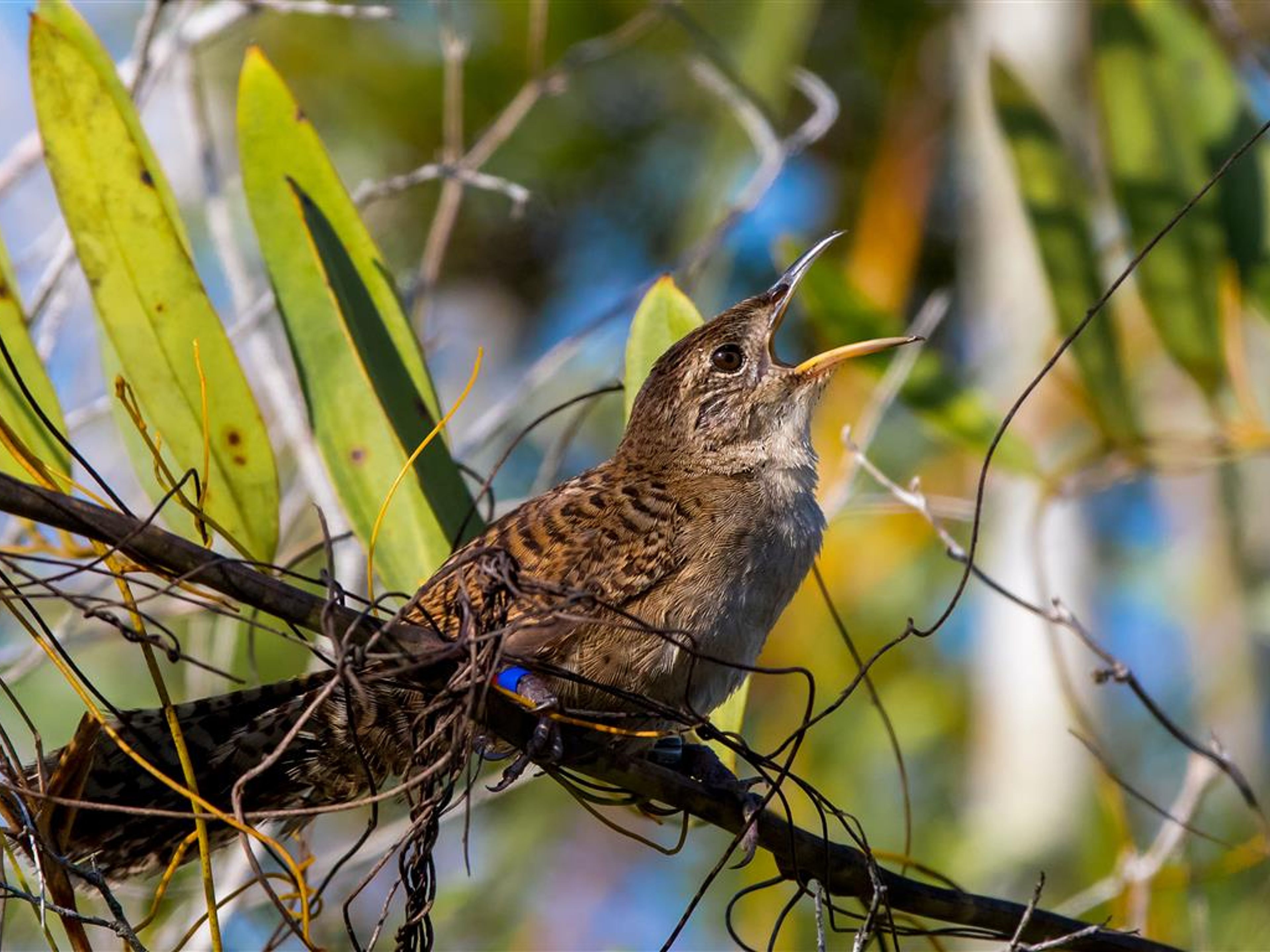 Visita à Natureza "Birdwatching on the Hondones Trail". null