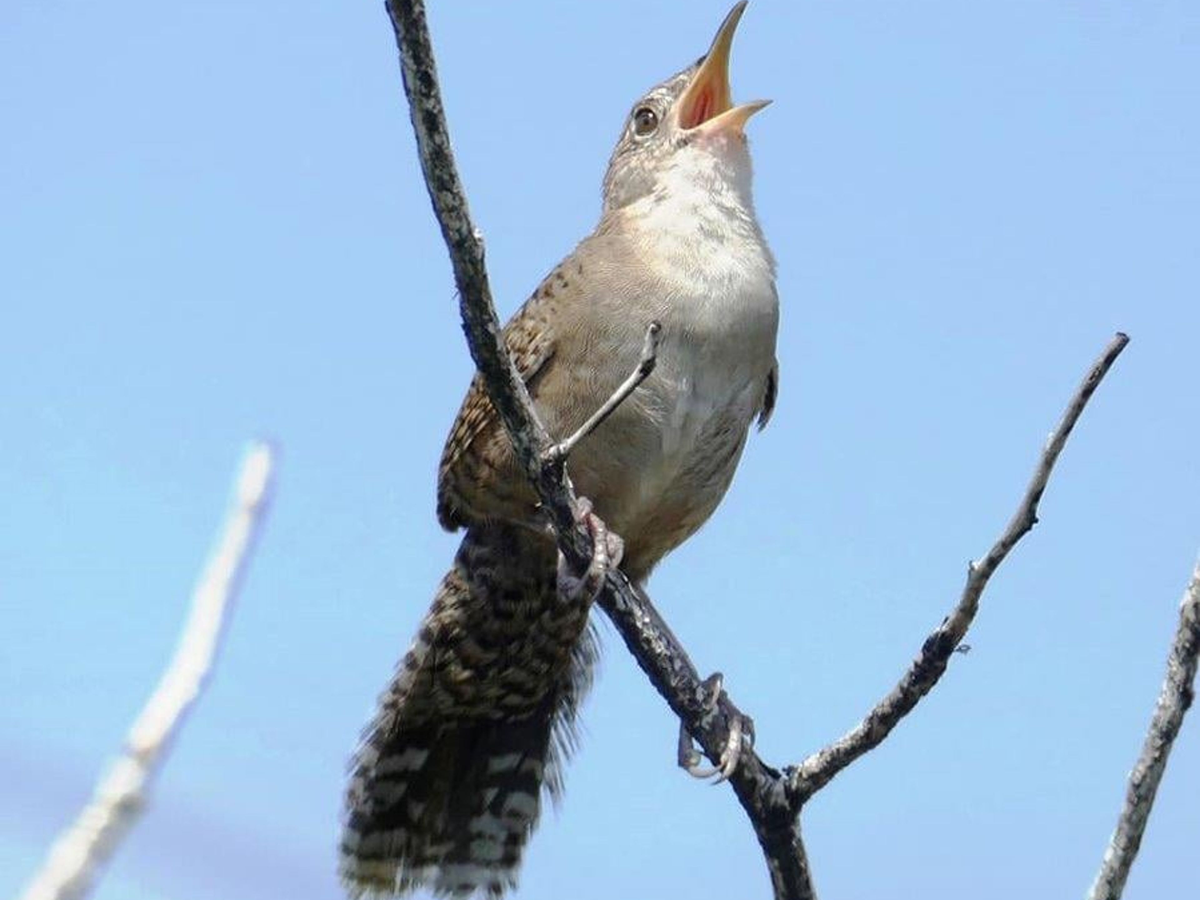 Excursión "SENDERISMO Y OBSERVACIÓN DE AVES EN ENIGMAS DE LAS ROCAS". "HIKING AND BIRD WATCHING AT ENIGMAS DE LAS ROCAS" Tour, Zapata peninsula, Matanzas, Cuba.
