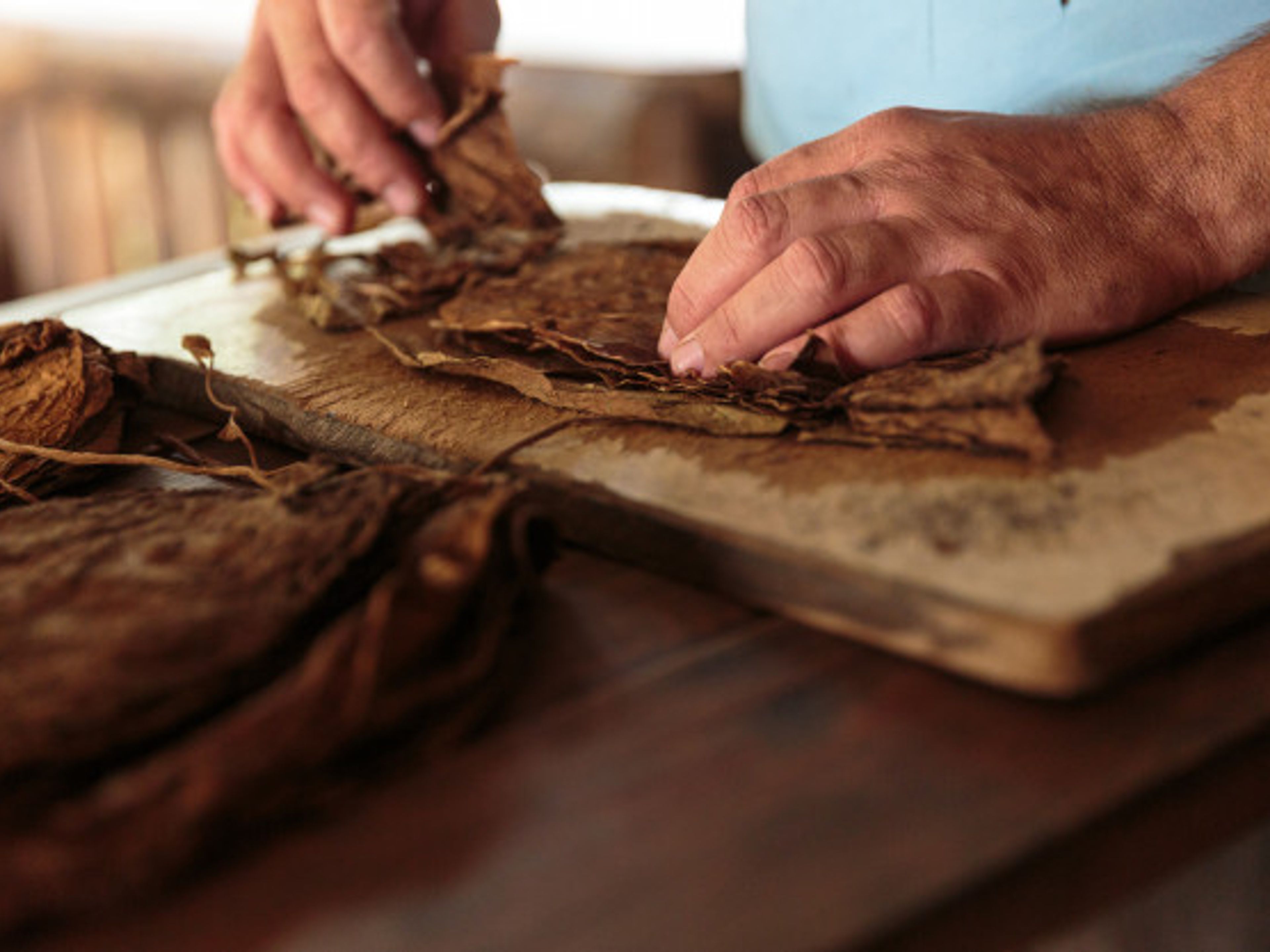 Tour "SAPORE CUBANO". Twisted Tobacco, "Cuban Flavor" Tour