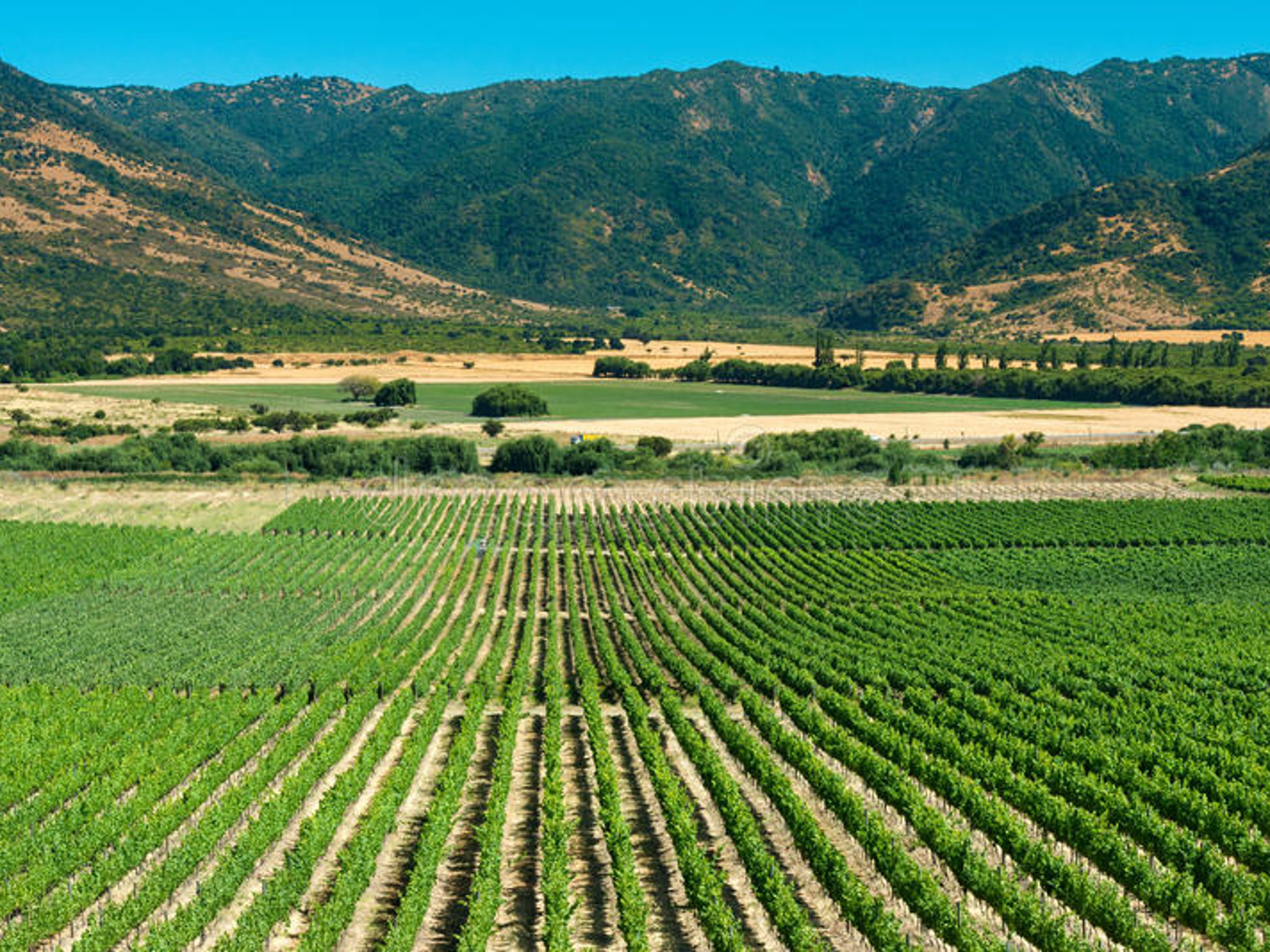 Tour "ROTTA DEL VINO DELLA VALLE DE CASABLANCA". “CASABLANCA VALLEY WINE ROUTE” Tour, Chile.