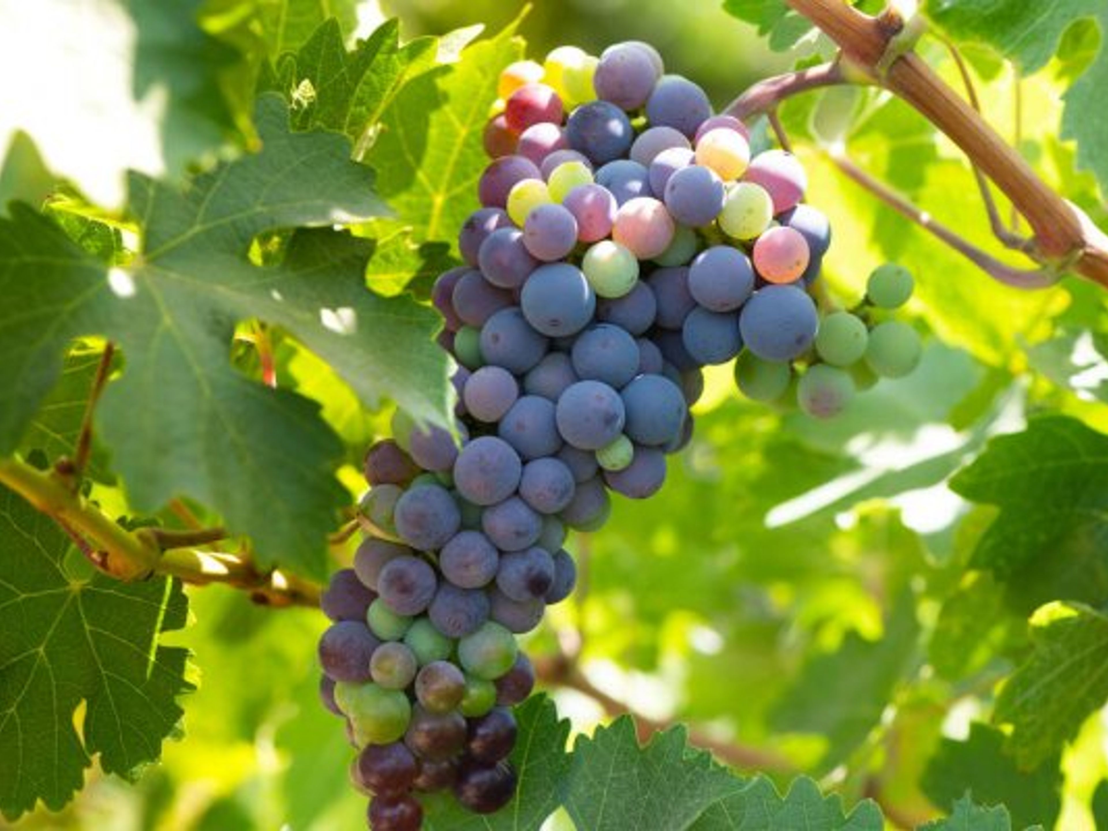 Tour "ROTTA DEL VINO DELLA VALLE DE CASABLANCA". “CASABLANCA VALLEY WINE ROUTE” Tour, Chile.