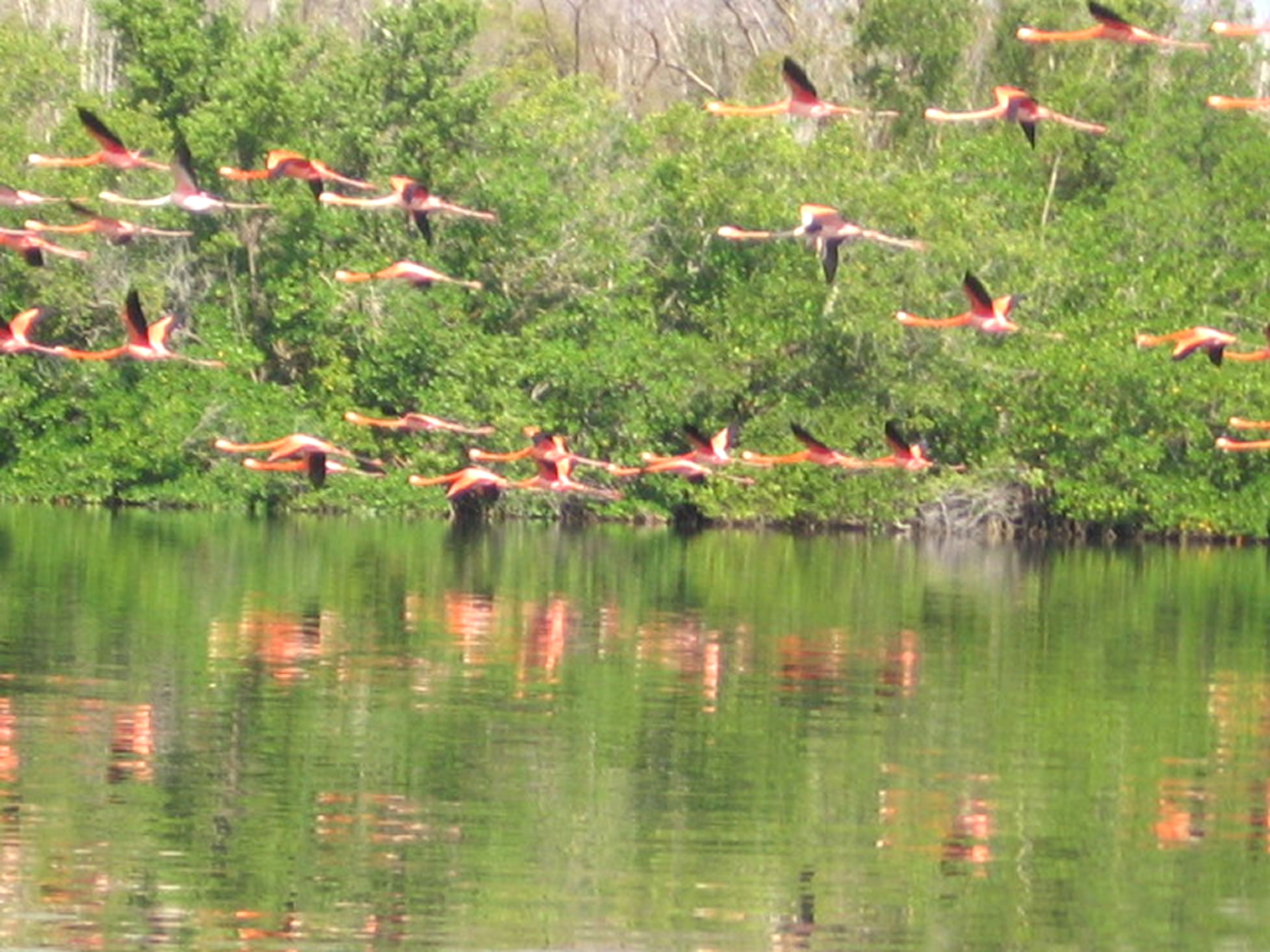 "DISCOVER THE GUANAROCA LAGOON AND IT'S EXUBERANT PINK FLAMINGOS" Tour. Pink flamingos in the Guanaroca lagoon, Cienfuegos, Cuba.