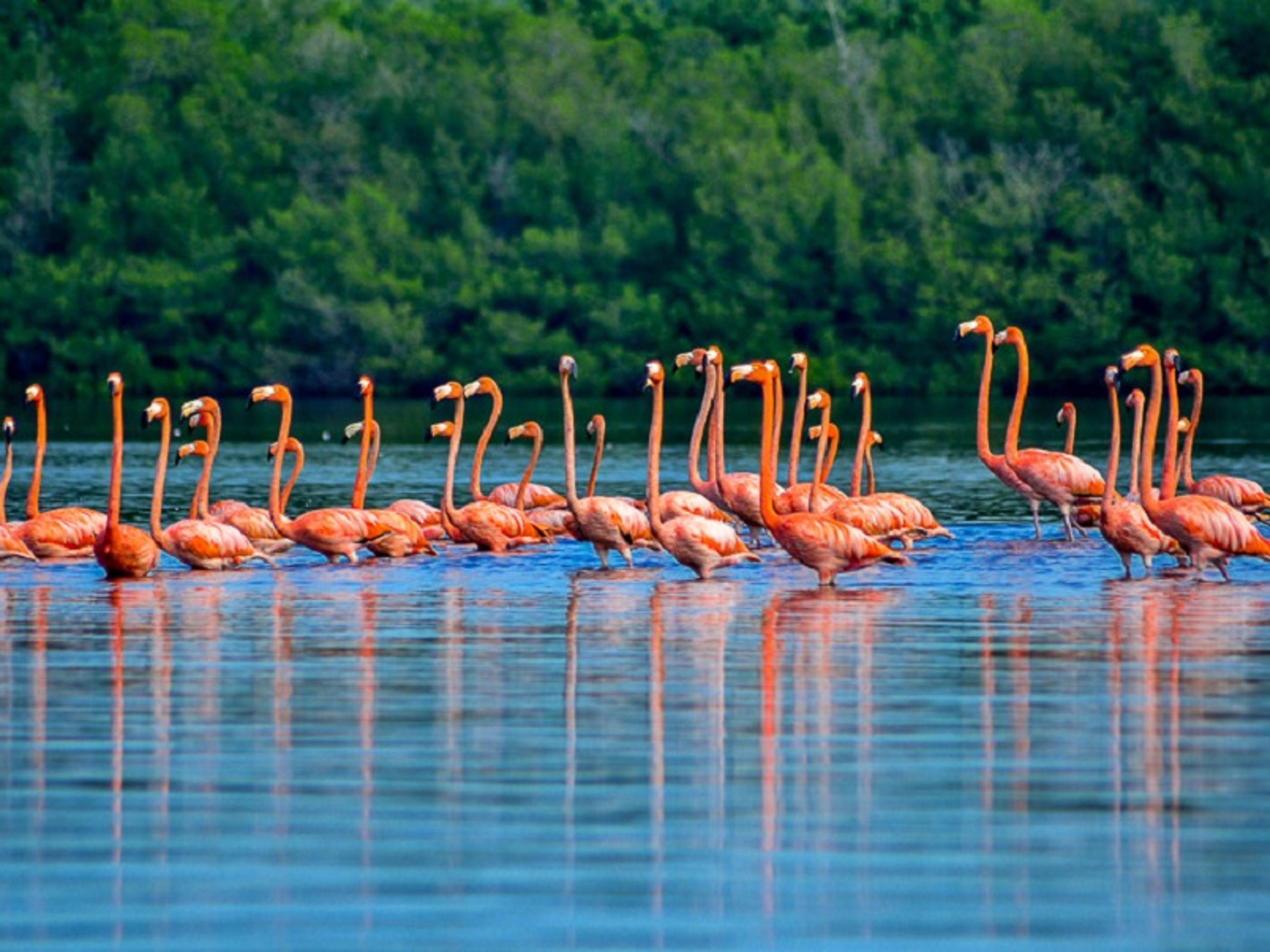 Tour "DÉCOUVRIR LA LAGUNE DE GUANAROCA ET SES EXUBÉRANTS FLAMANTS ROSES". Pink flamingos in the Guanaroca lagoon, Cienfuegos, Cuba.