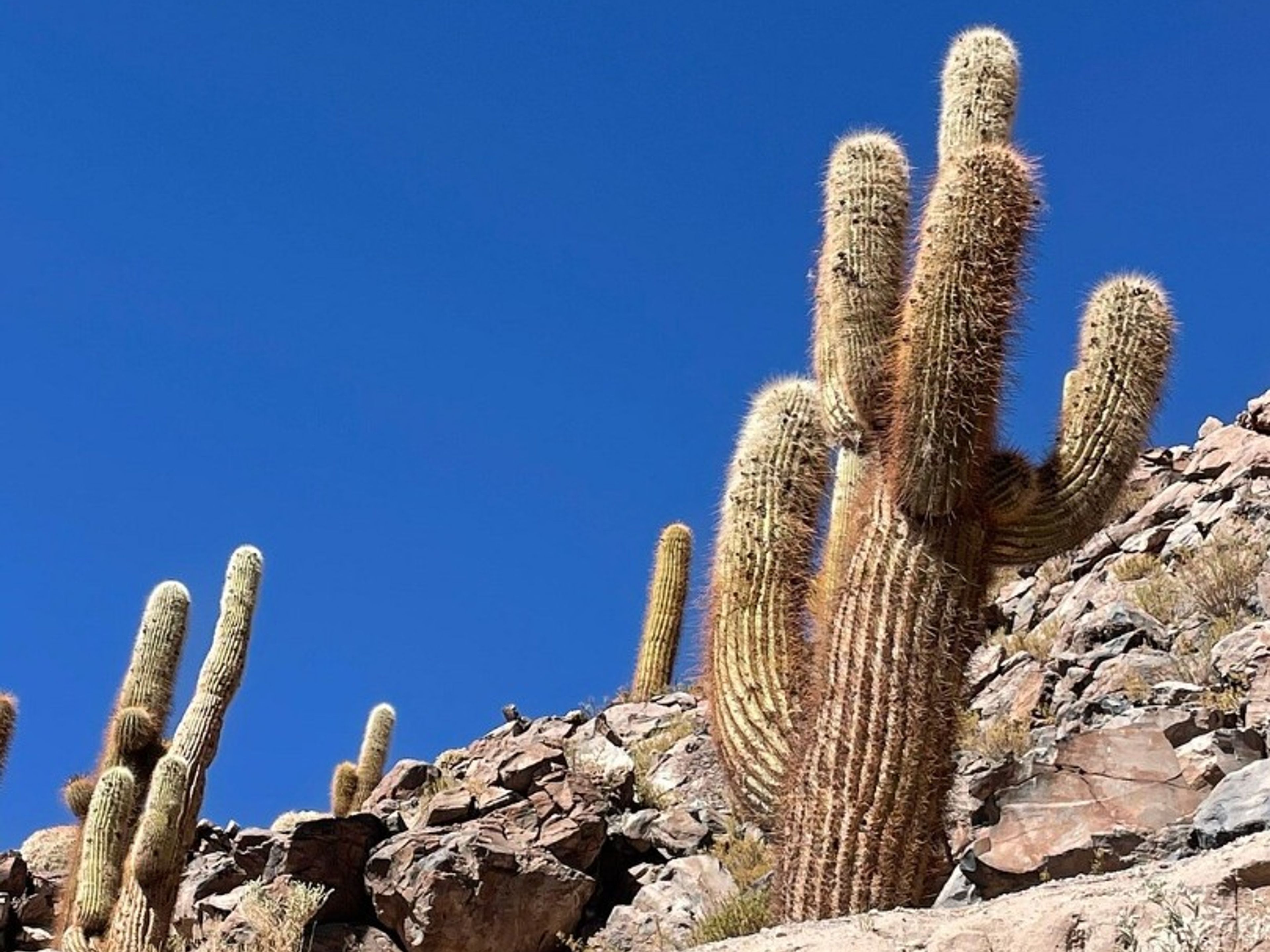 Tур "ПРОГУЛКА ПО КАКТУС ГУАТИН". "HIKE GUATIN CACTUS" Tour, San pedro de Atacama, Chile.